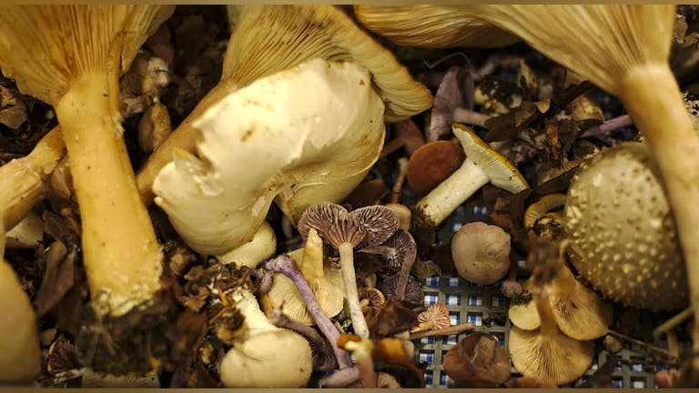 Mushroom Foraging & Wild Food Cooking 24th Sep