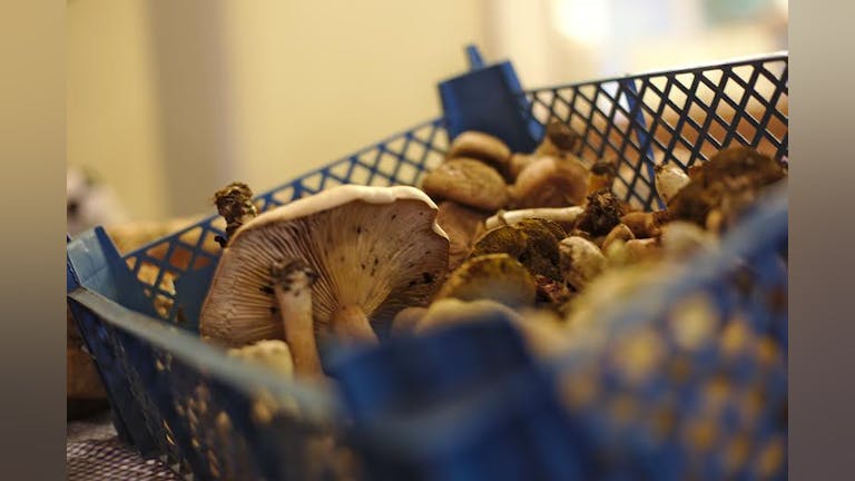 Mushroom Foraging & Wild Food Cooking 8th Oct