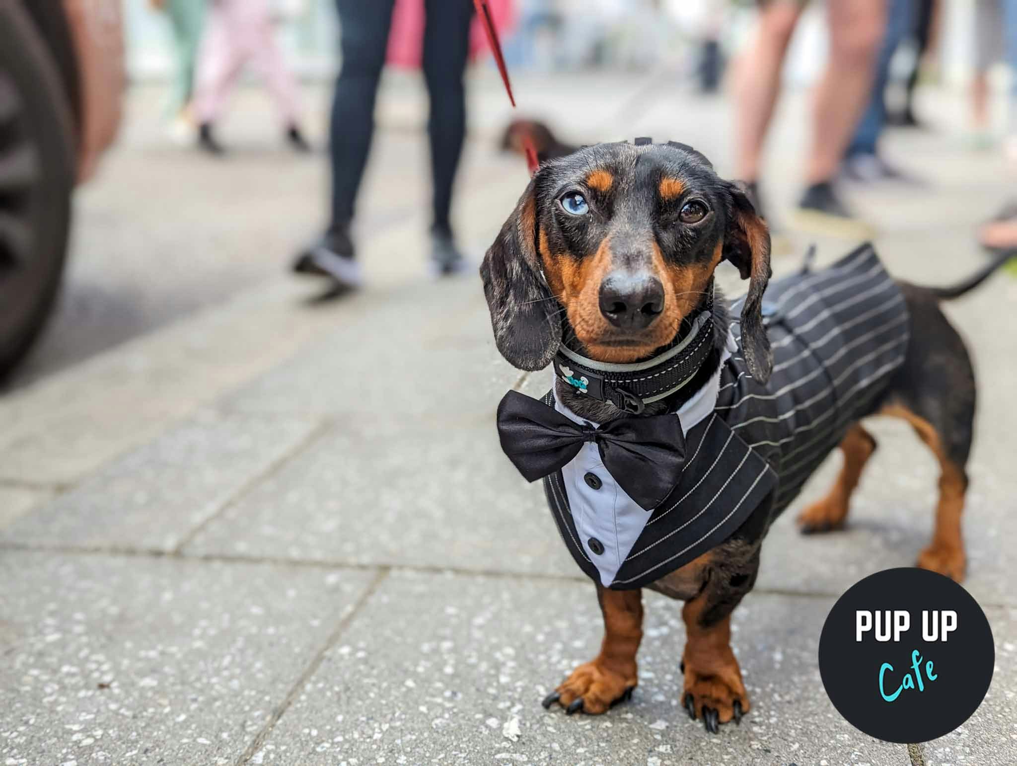 Dachshund Pup Up Cafe – Southend