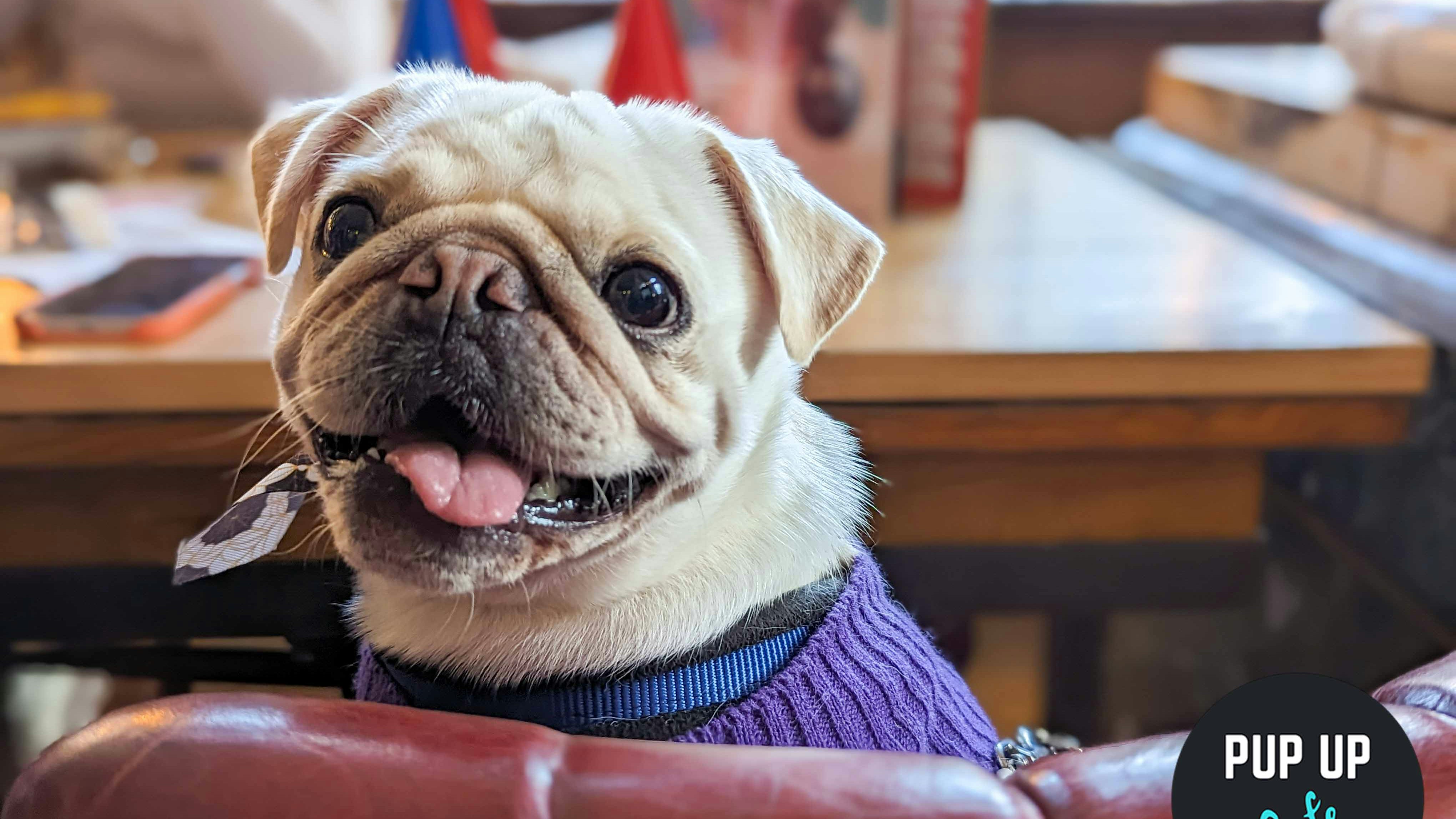Pug Pup Up Cafe – Southend