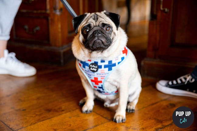 Pug Pup Up Cafe - Liverpool