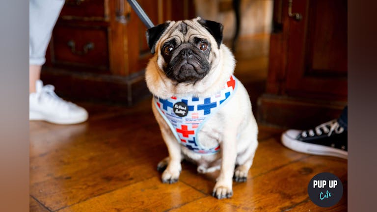 Pug Pup Up Cafe - Liverpool