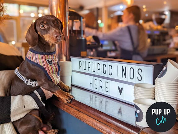 Dachshund Pup Up Cafe - Cardiff