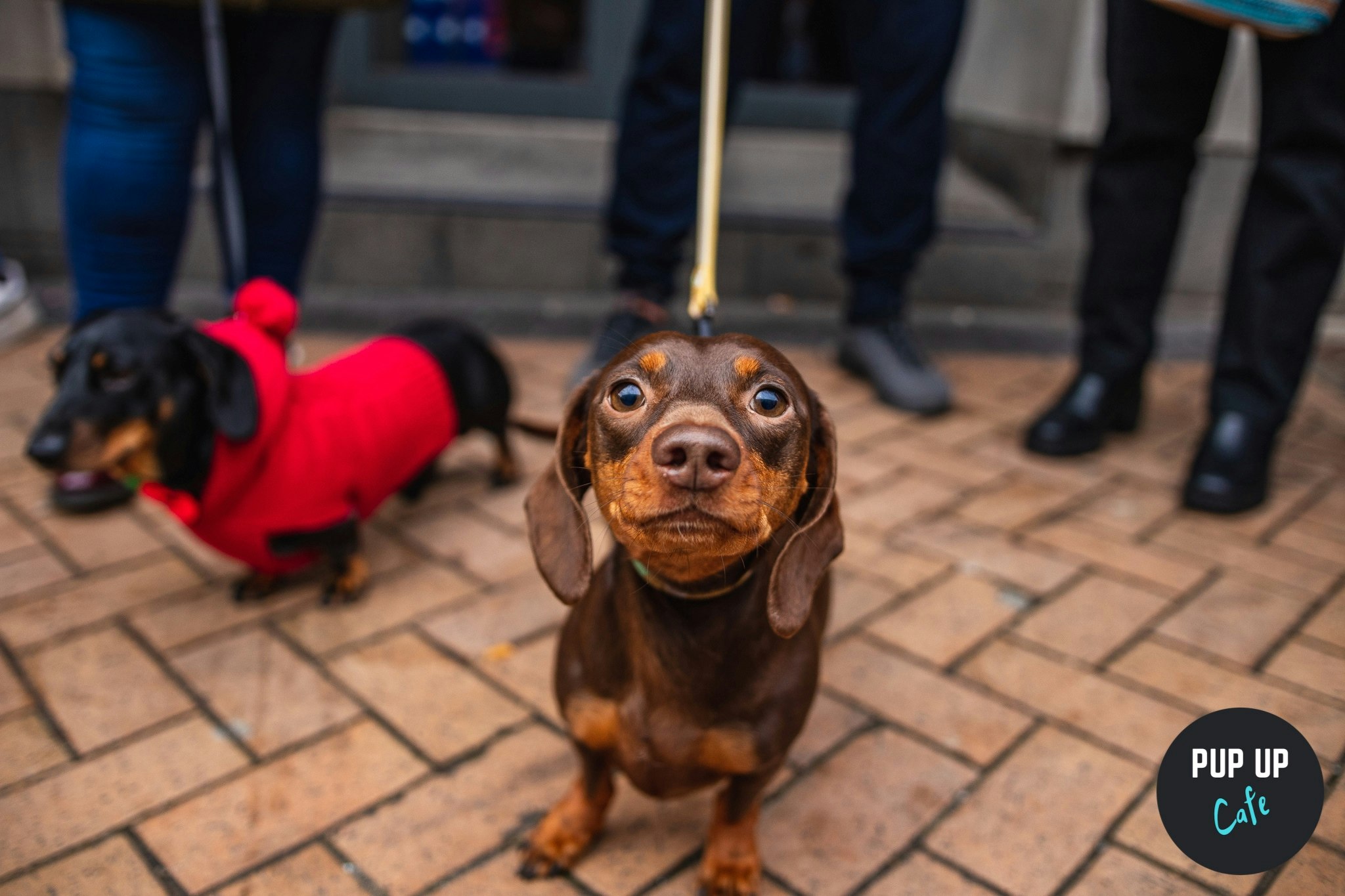 Dachshund Pup Up Cafe – Blackpool