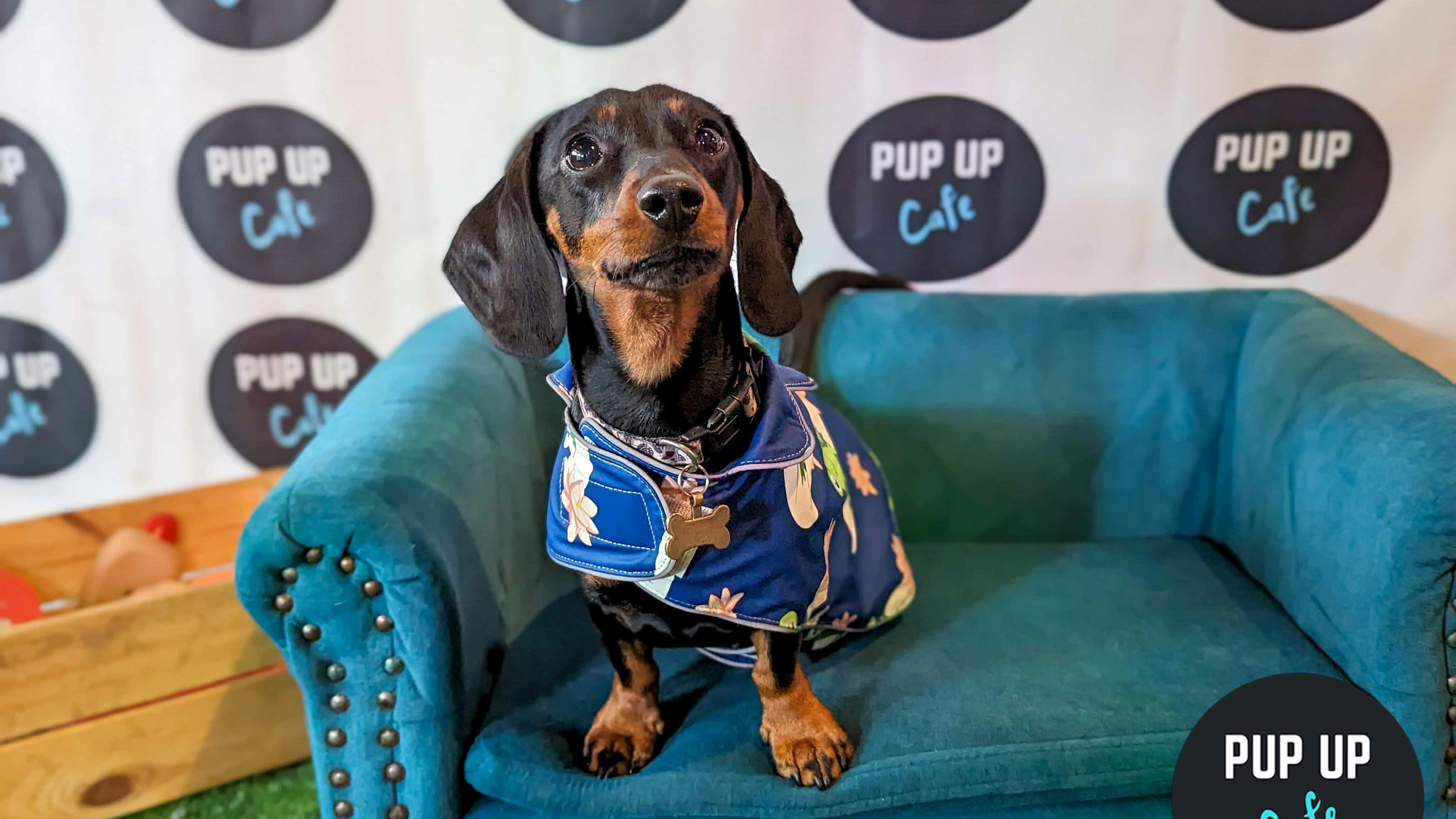 Dachshund Pup Up Cafe – York