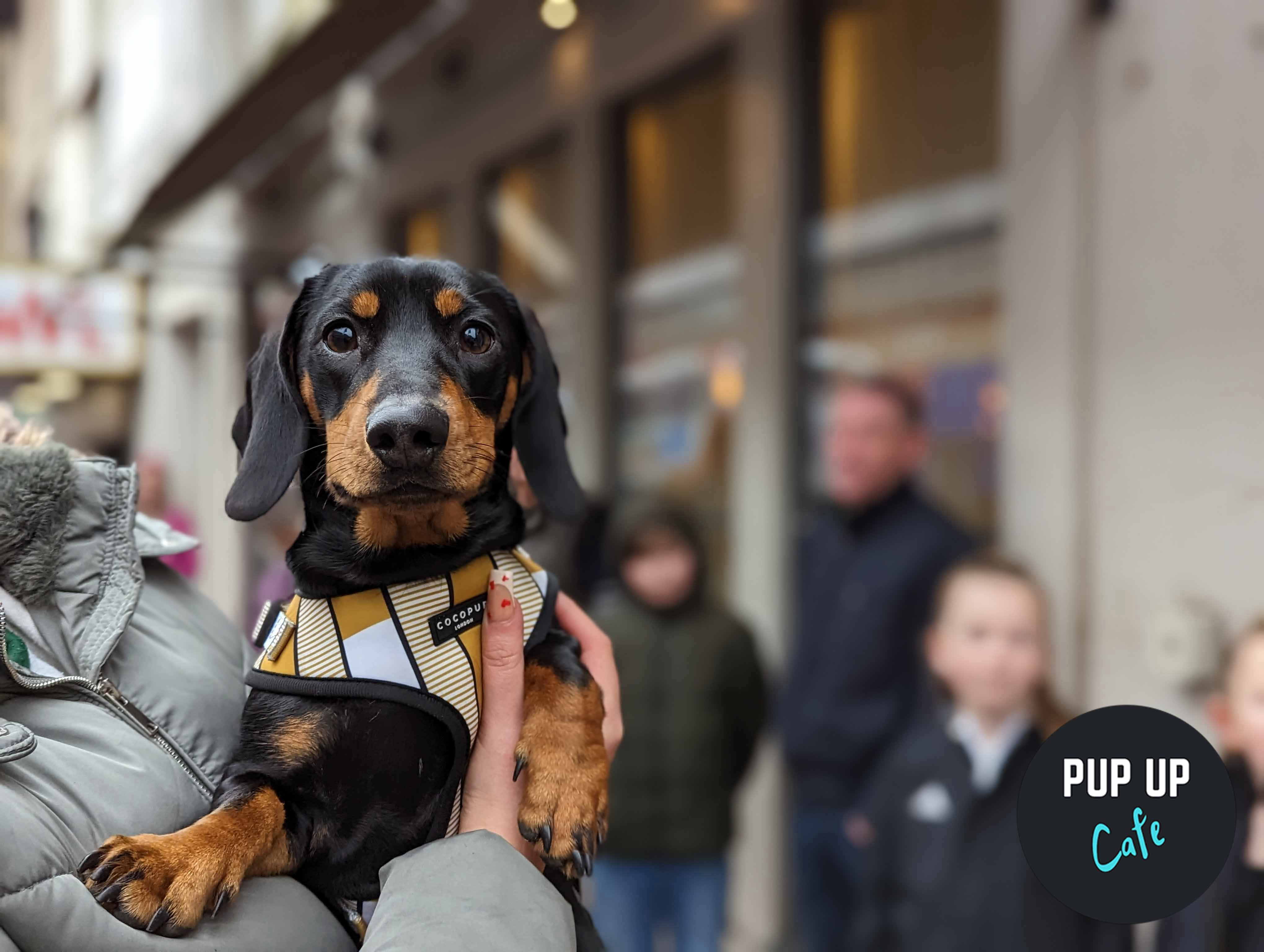 Dachshund Pup Up Cafe – Manchester