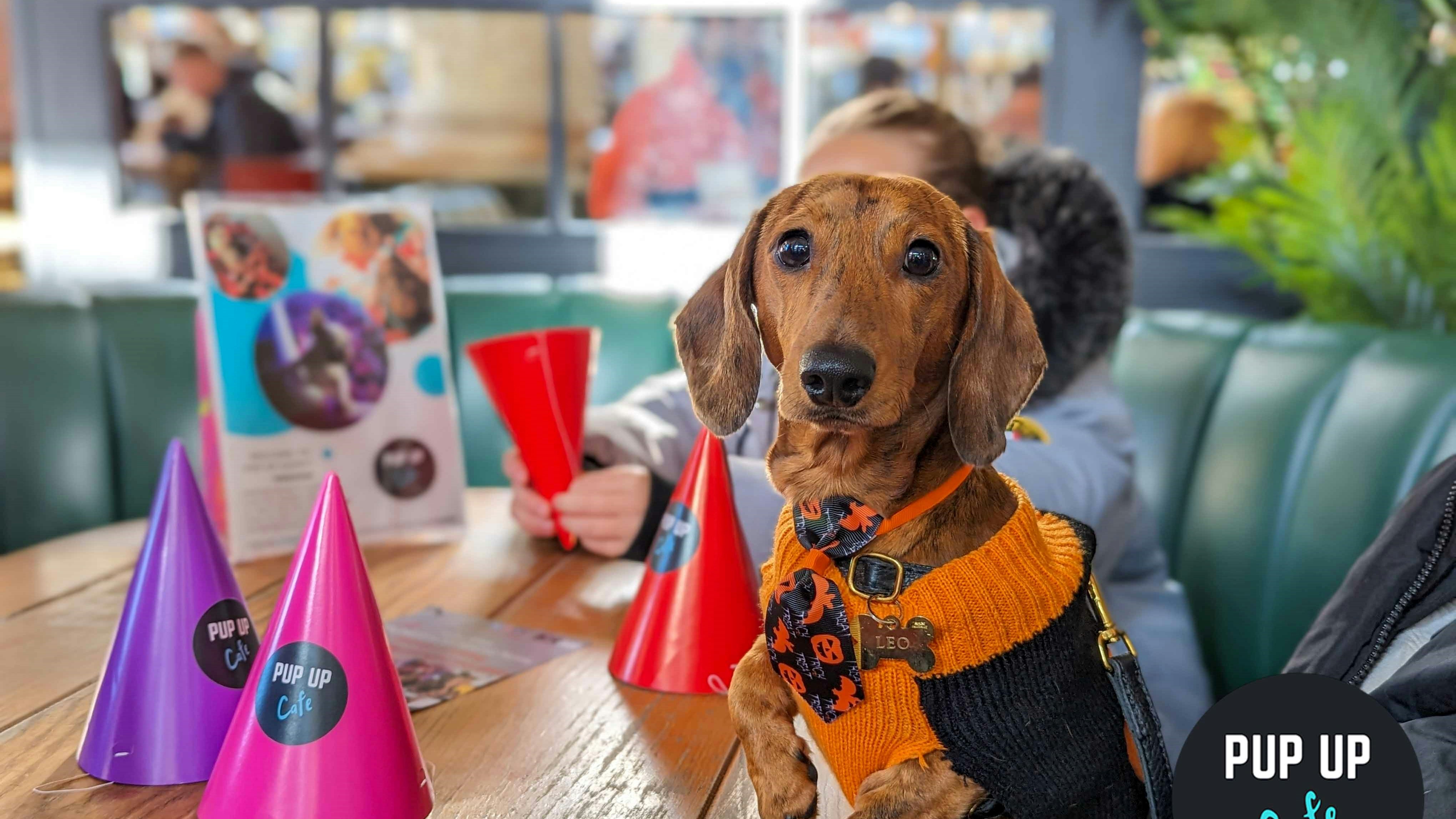 Dachshund Pup Up Cafe – Newcastle