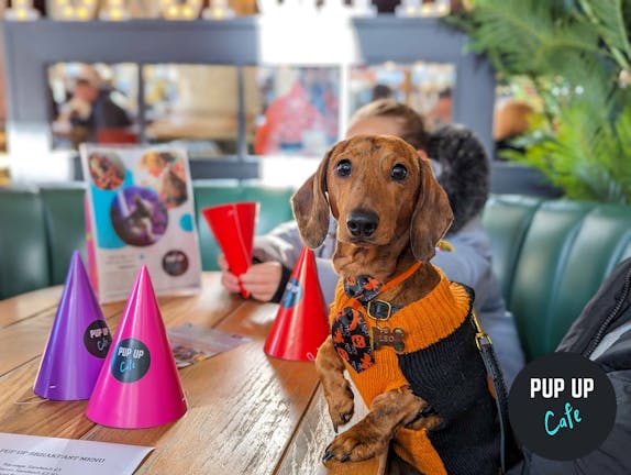  Dachshund Pup Up Cafe - Newcastle