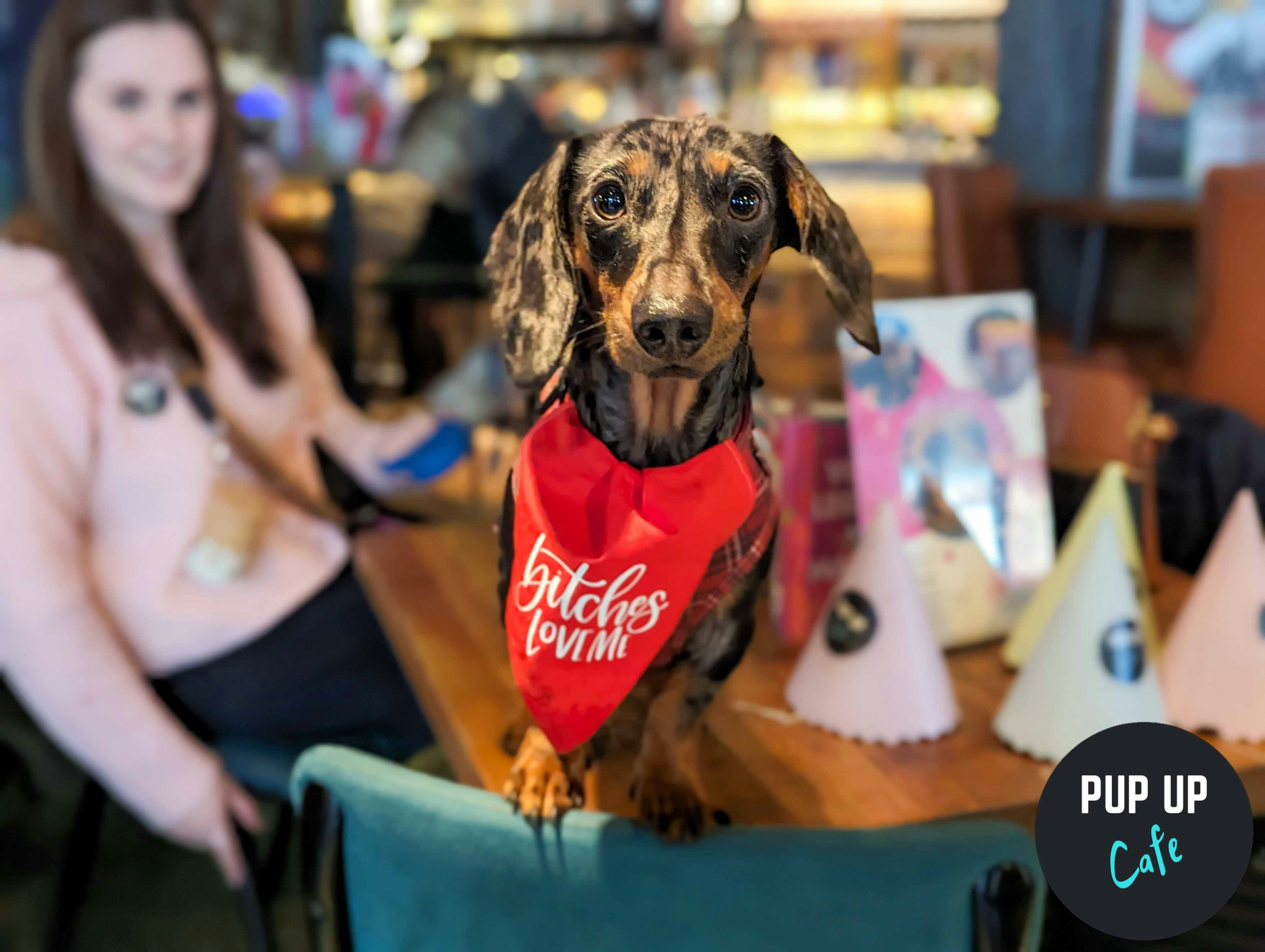 Dachshund Pup Up Cafe – Southampton