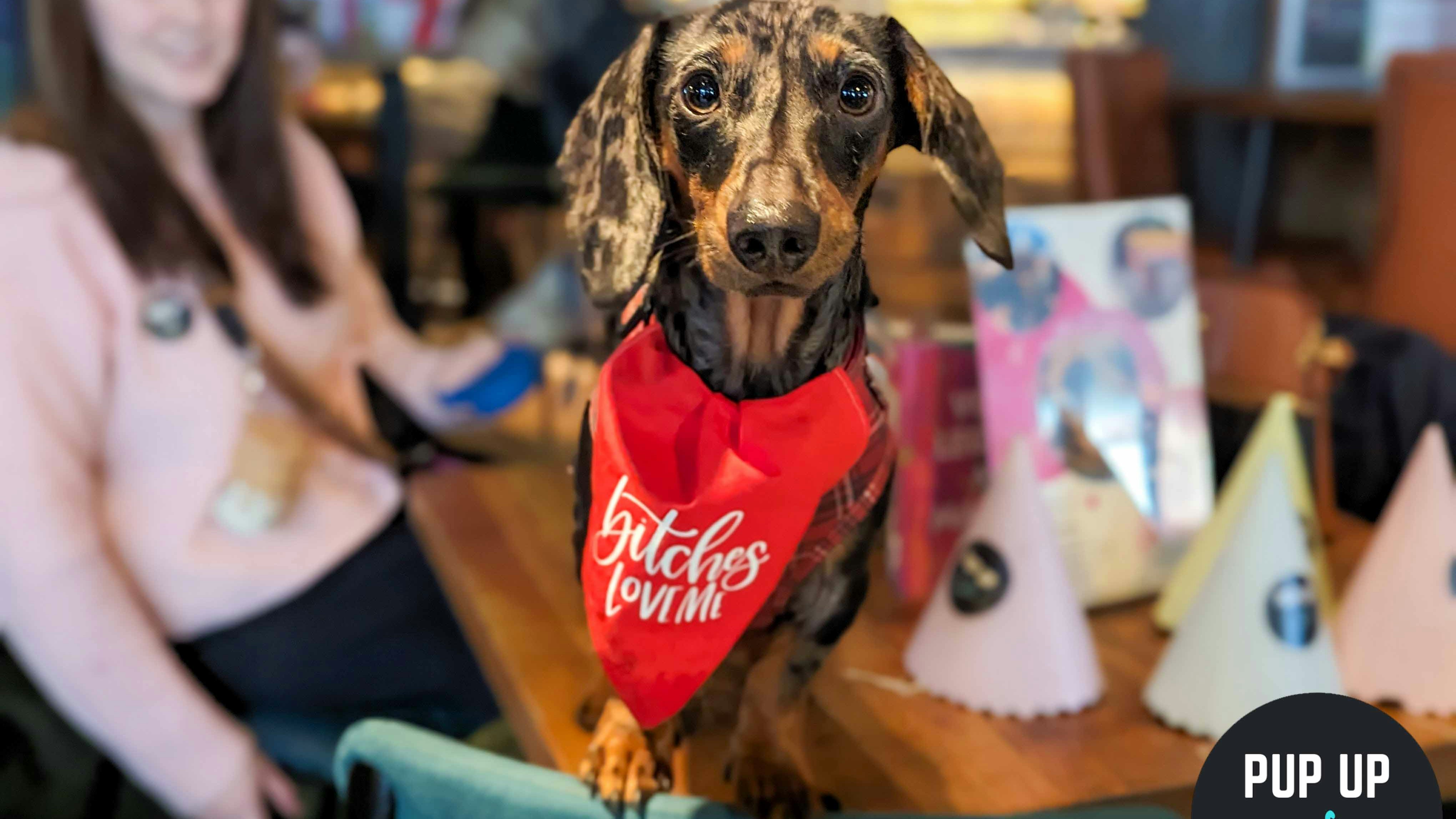 Dachshund Pup Up Cafe – Southampton