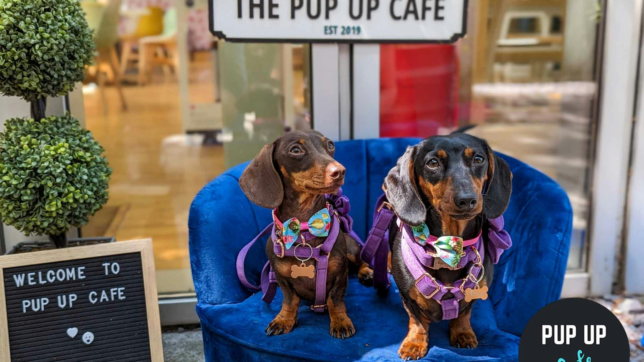Dachshund Pup Up Cafe – Edinburgh