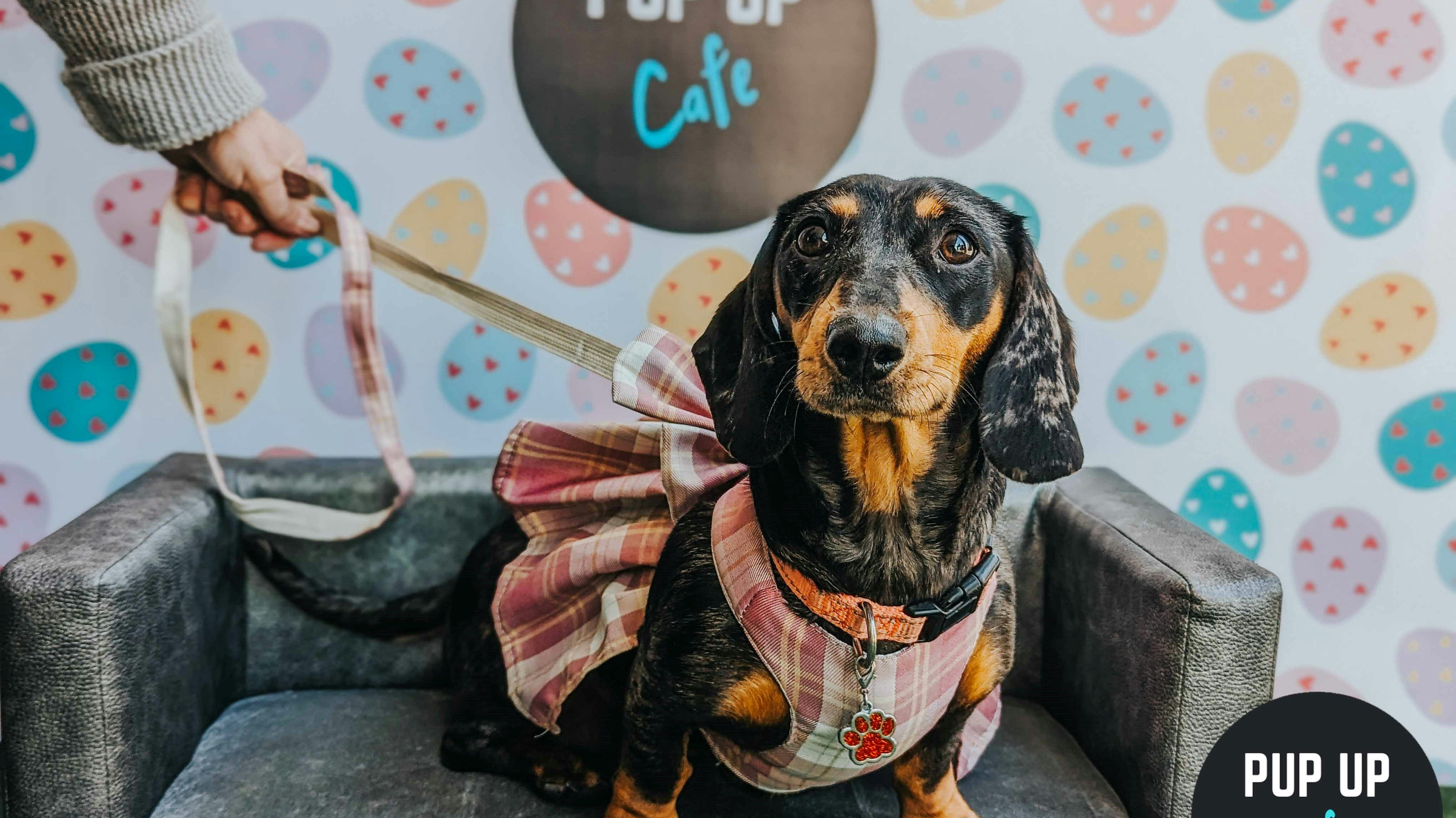 Dachshund Pup Up Cafe – Milton Keynes