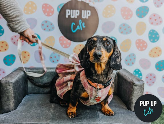  Dachshund Pup Up Cafe - Milton Keynes