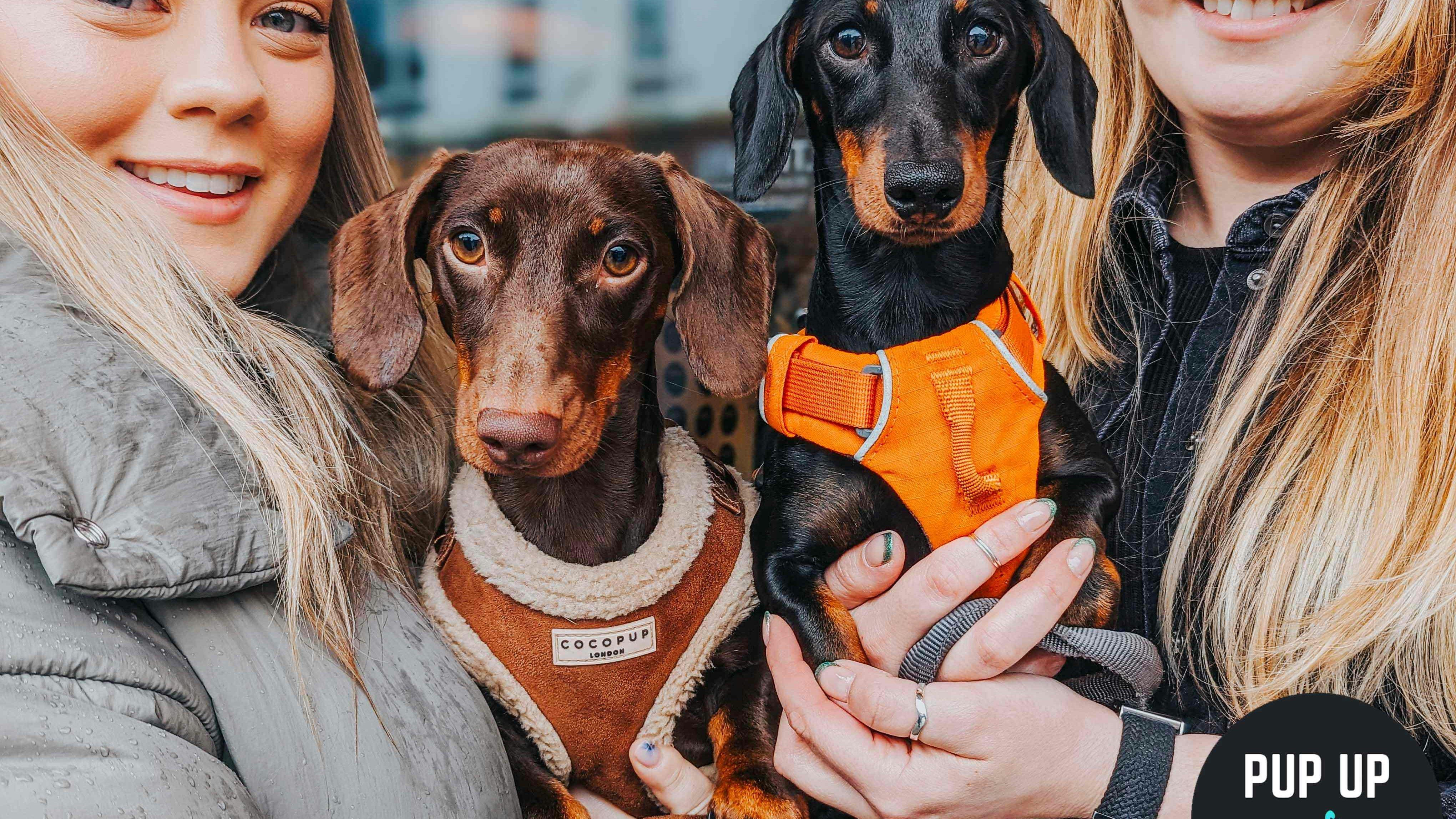 Dachshund Pup Up Cafe – Southend