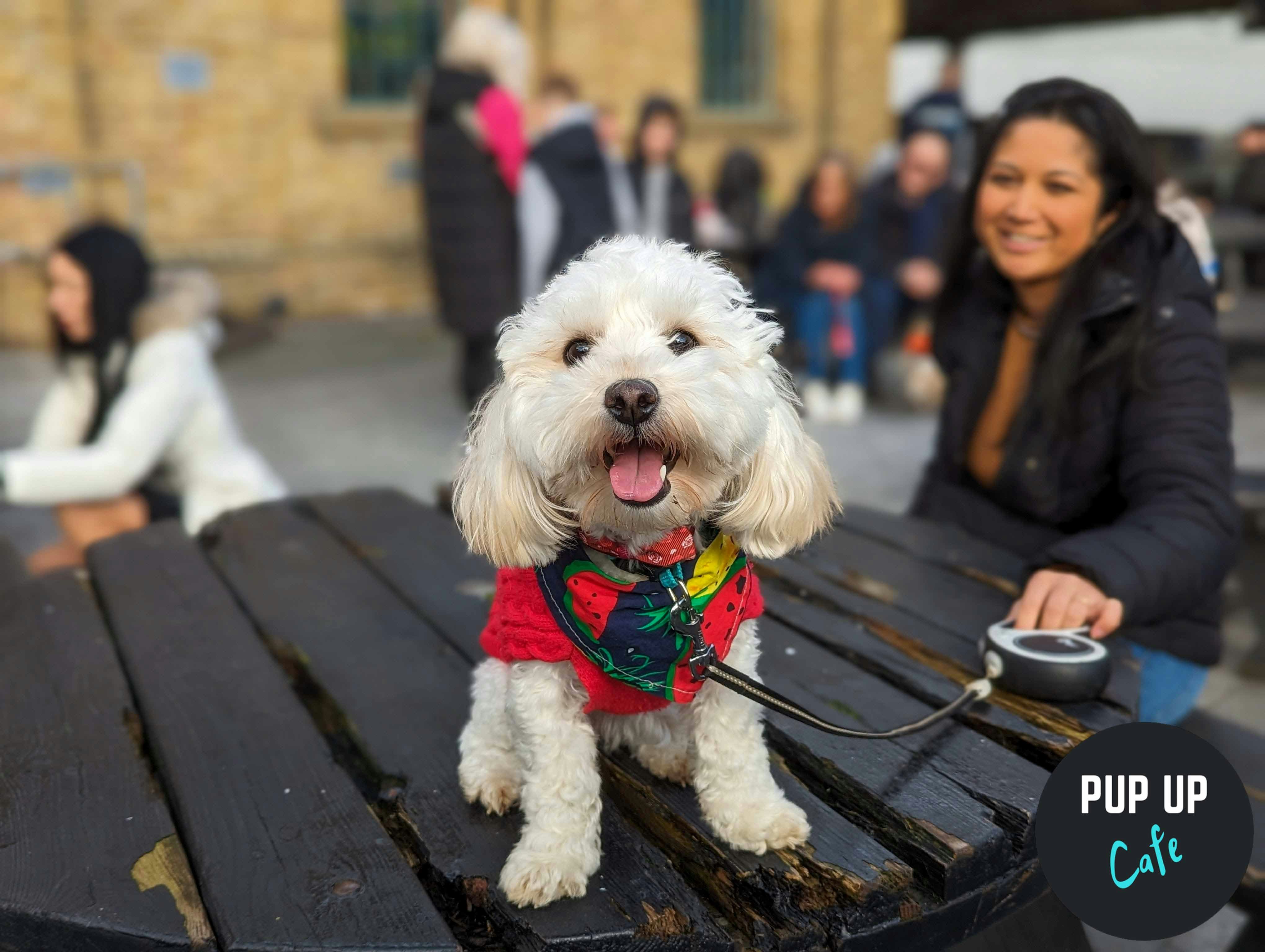 All Paws Pup Up Cafe: Nottingham