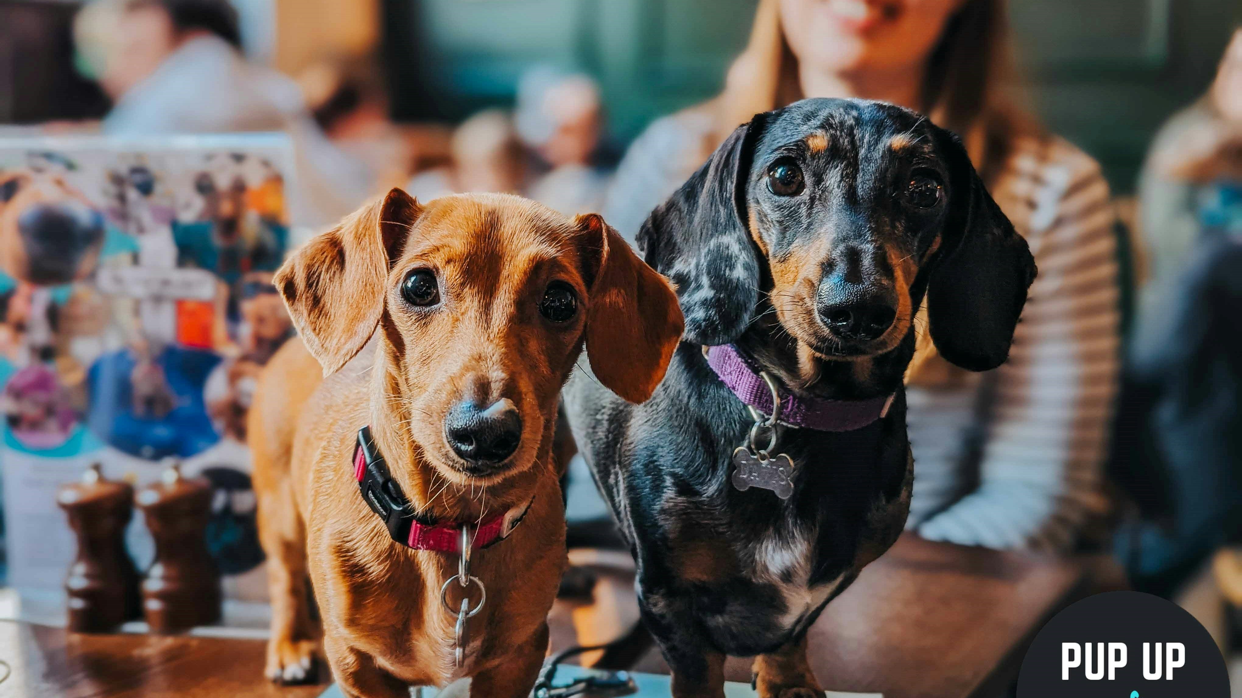Dachshund Pup Up Cafe – Leicester