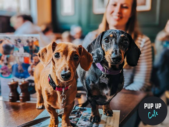  Dachshund Pup Up Cafe - Leicester 