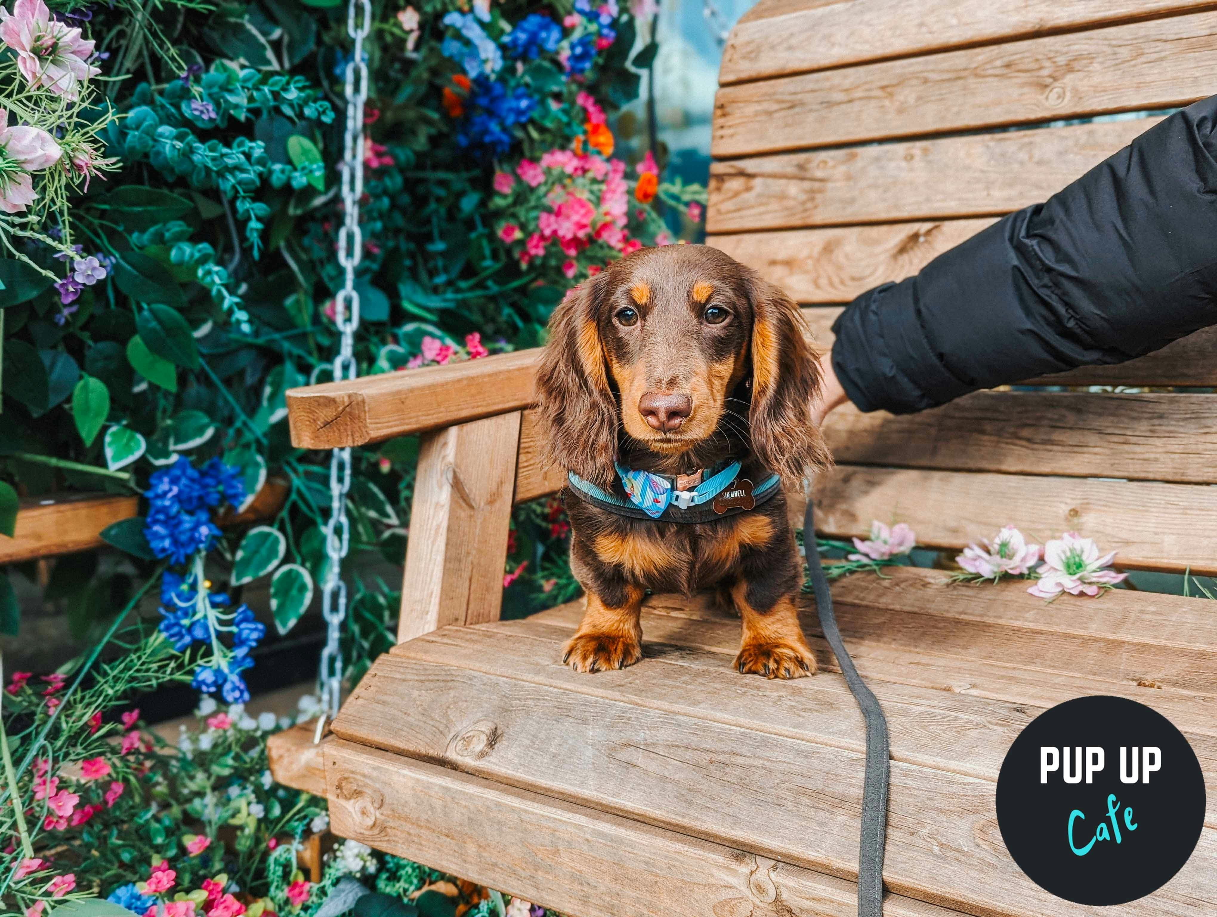 Dachshund Pup Up Cafe – Sheffield