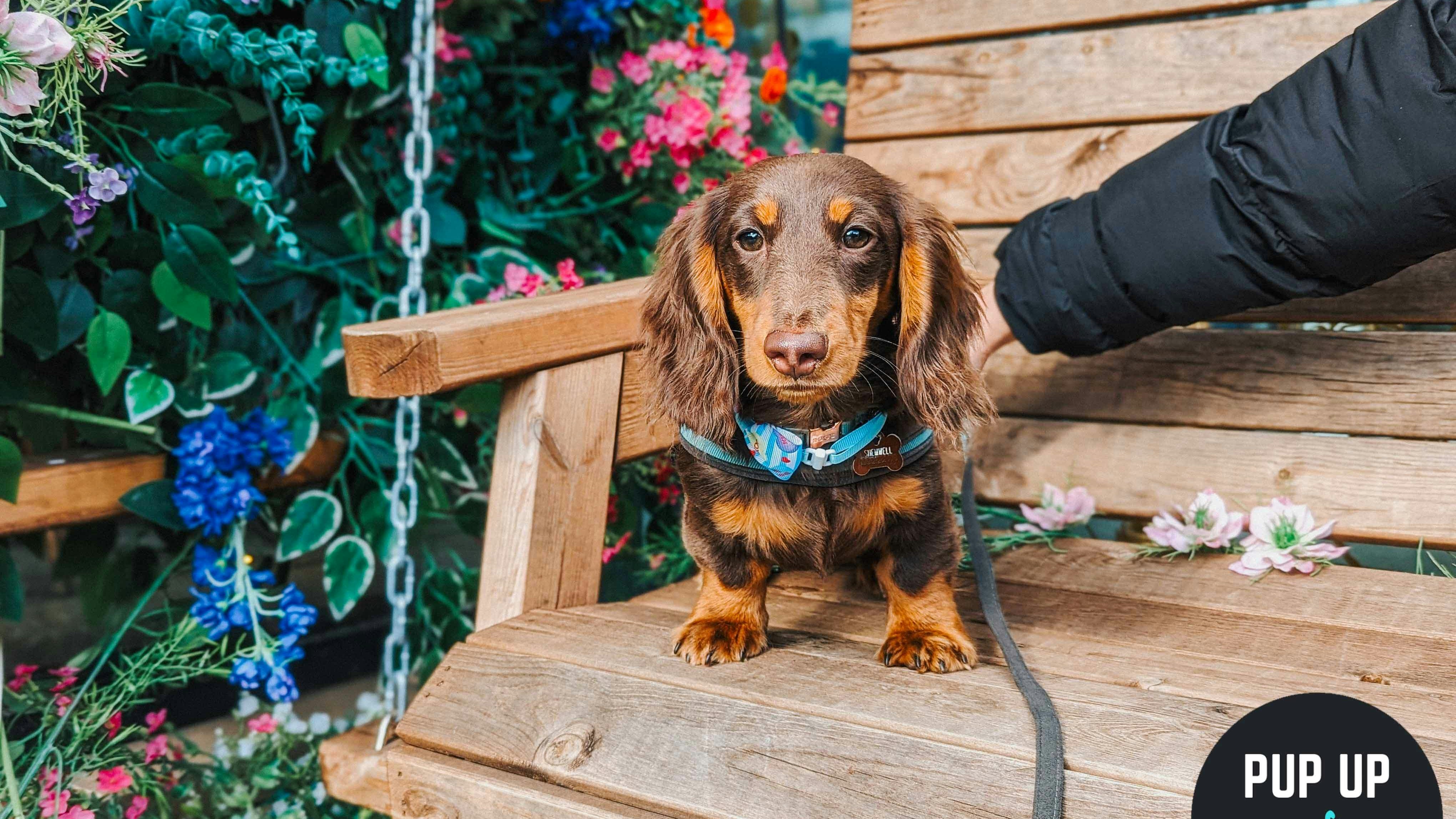 Dachshund Pup Up Cafe – Sheffield