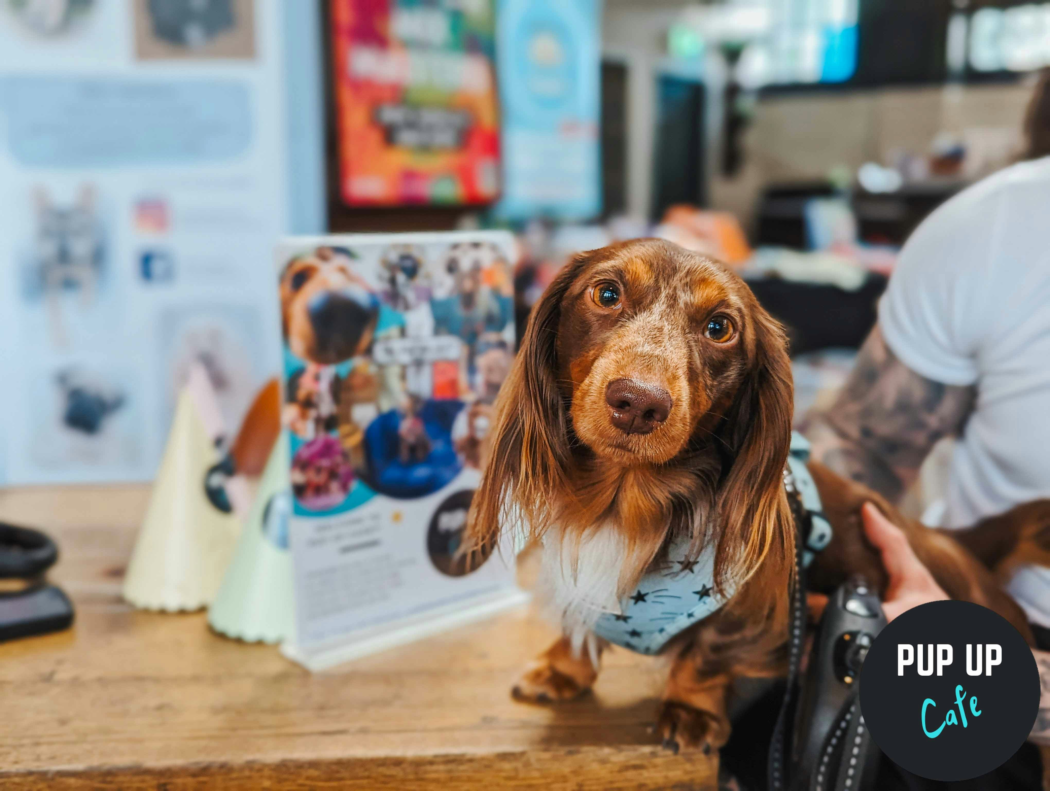 Dachshund Pup Up Cafe – Huddersfield