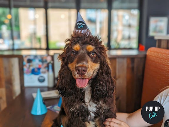 Spaniel Pup Up Cafe: Southampton