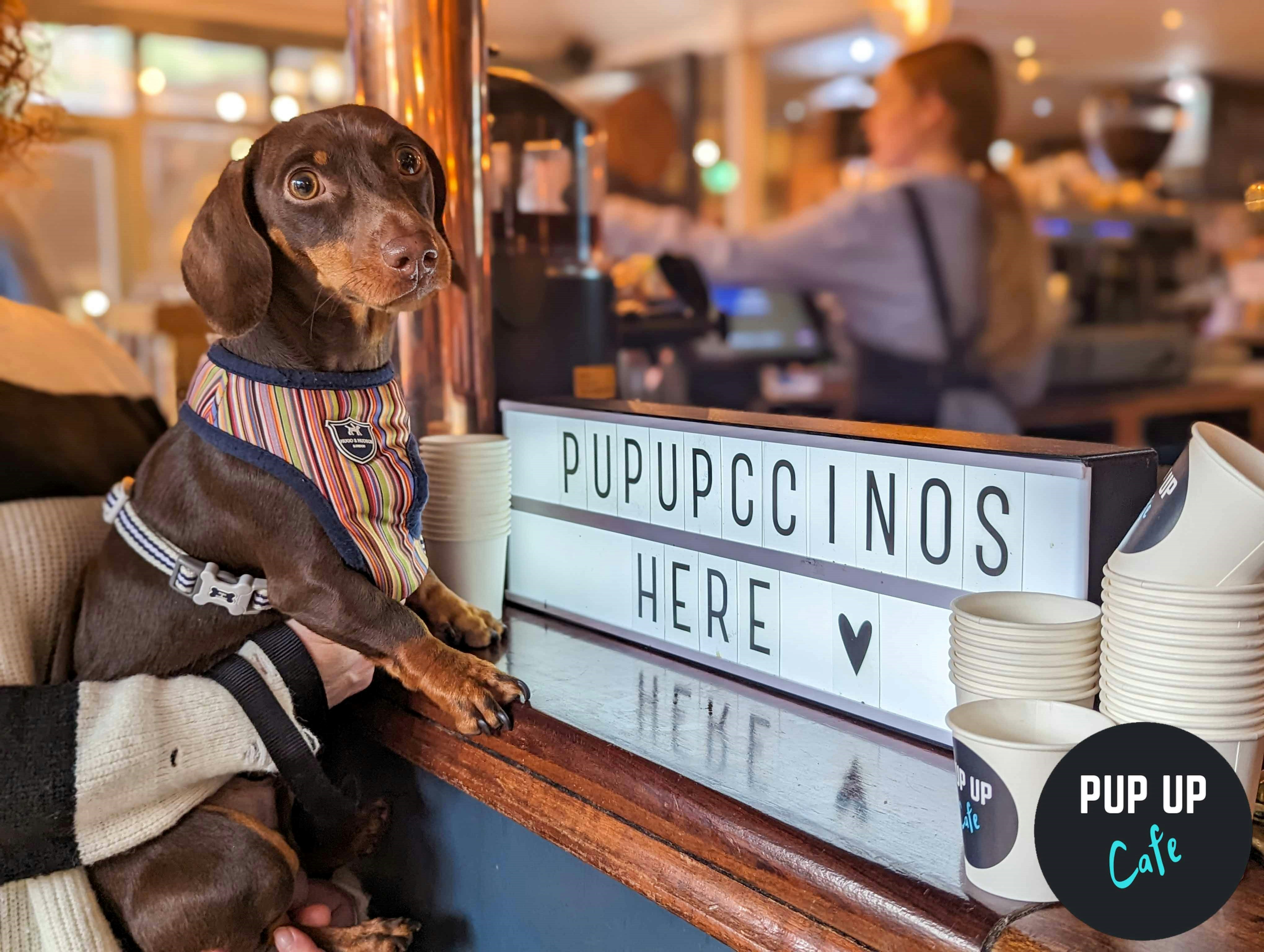 Dachshund Pup Up Cafe – London