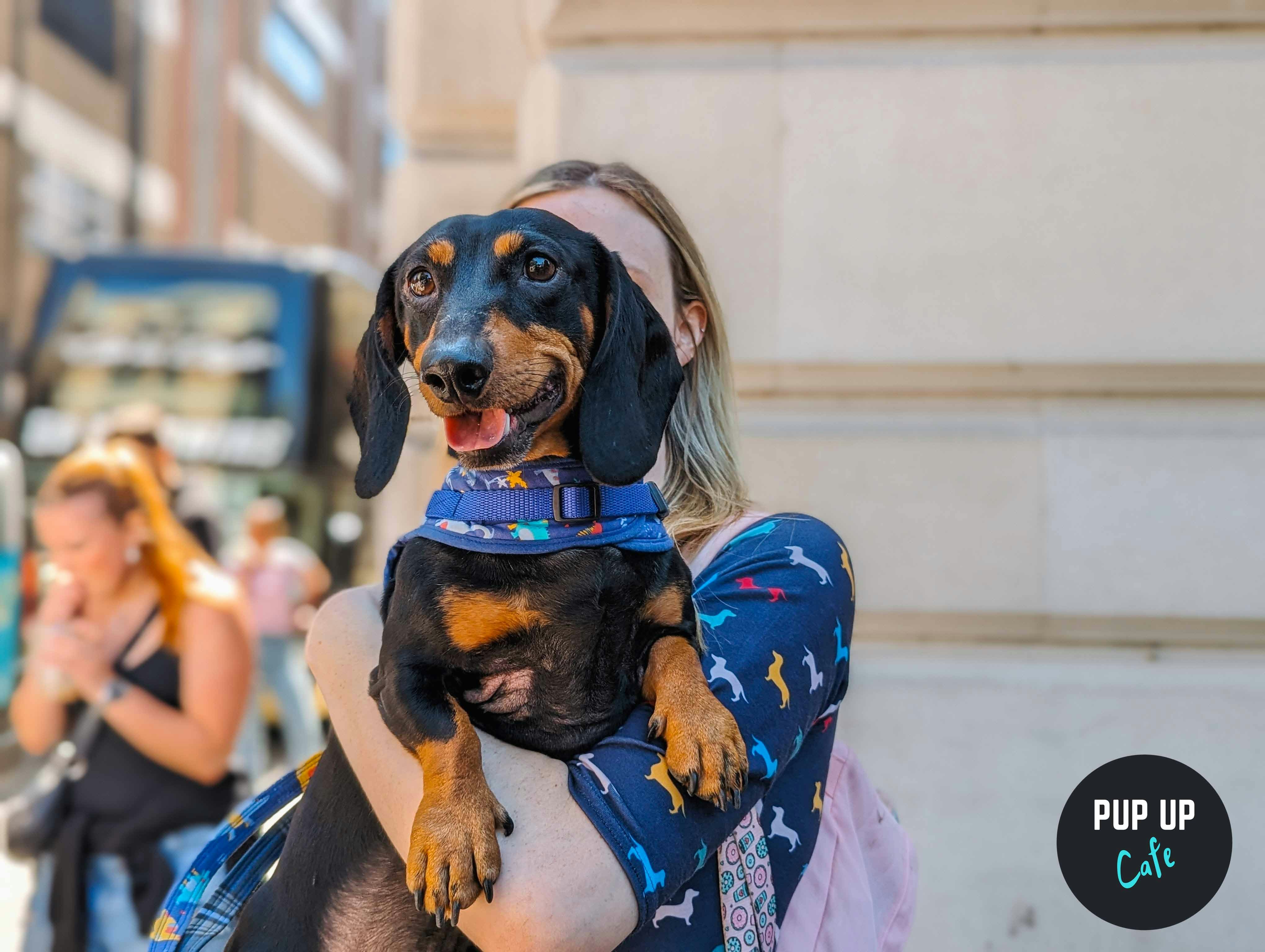 Dachshund Pup Up Cafe – Manchester