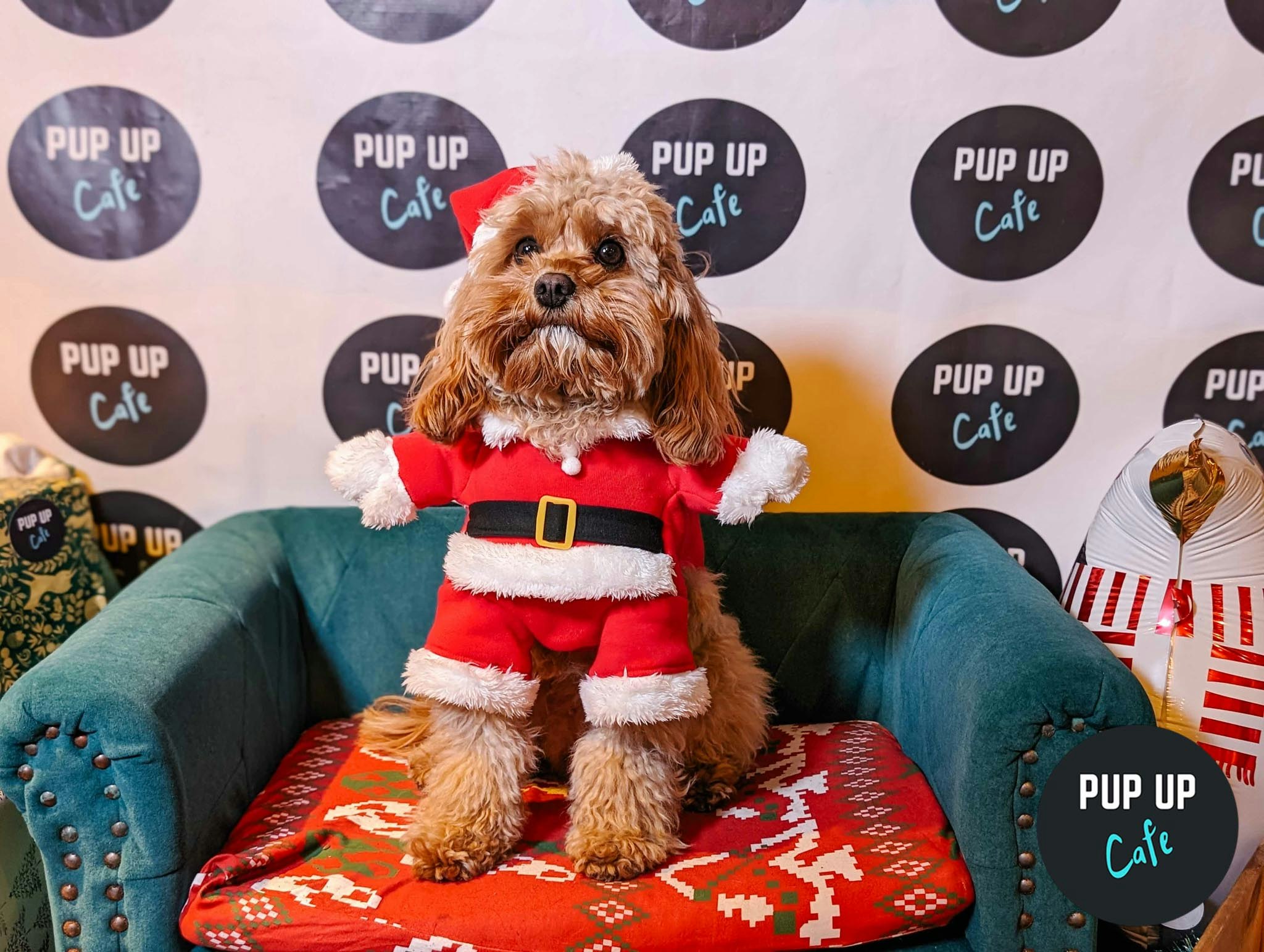 Liverpool – Jingle Paws Christmas Tour 🧑🏼‍🎄