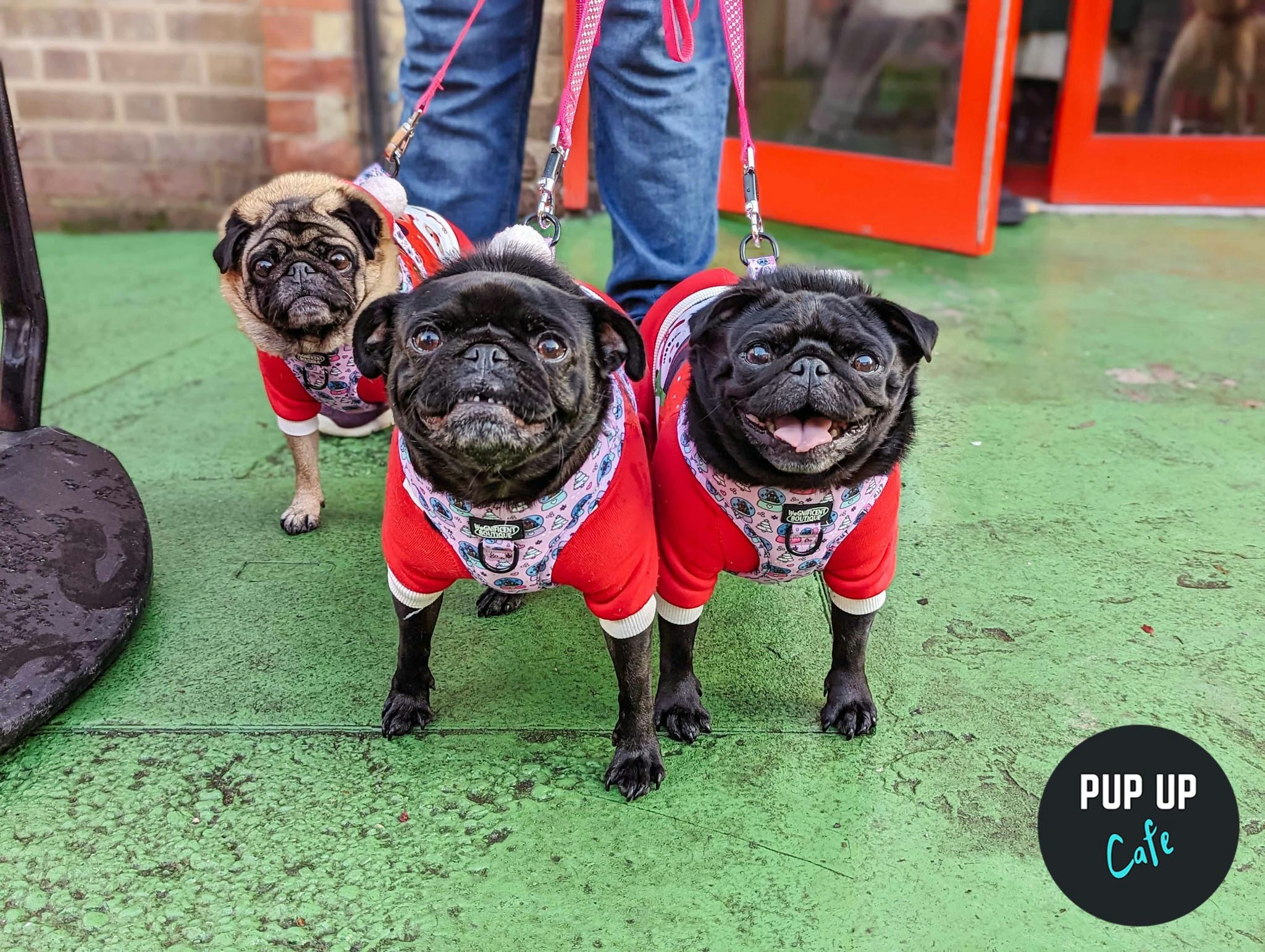 Liverpool – The Pug Christmas Tour 🧑🏼‍🎄