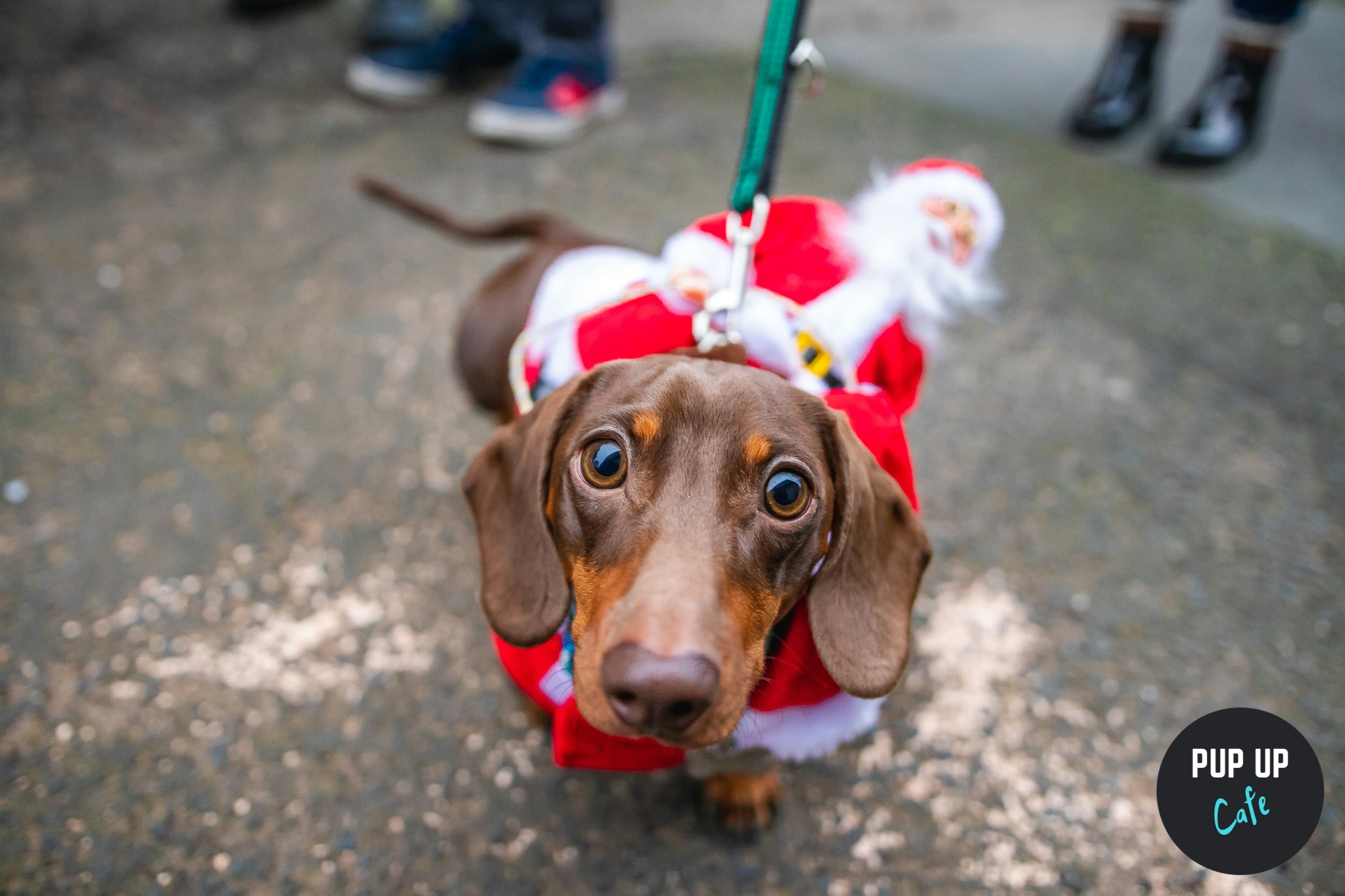 Nottingham – Dashing Dachshund Christmas Tour 🎄