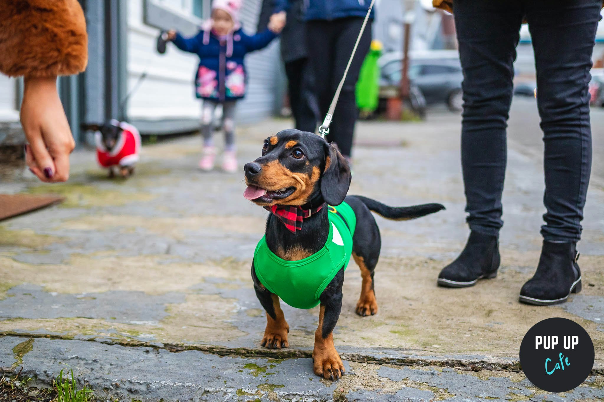 Stafford – Dashing Dachshund Christmas Tour 🎄