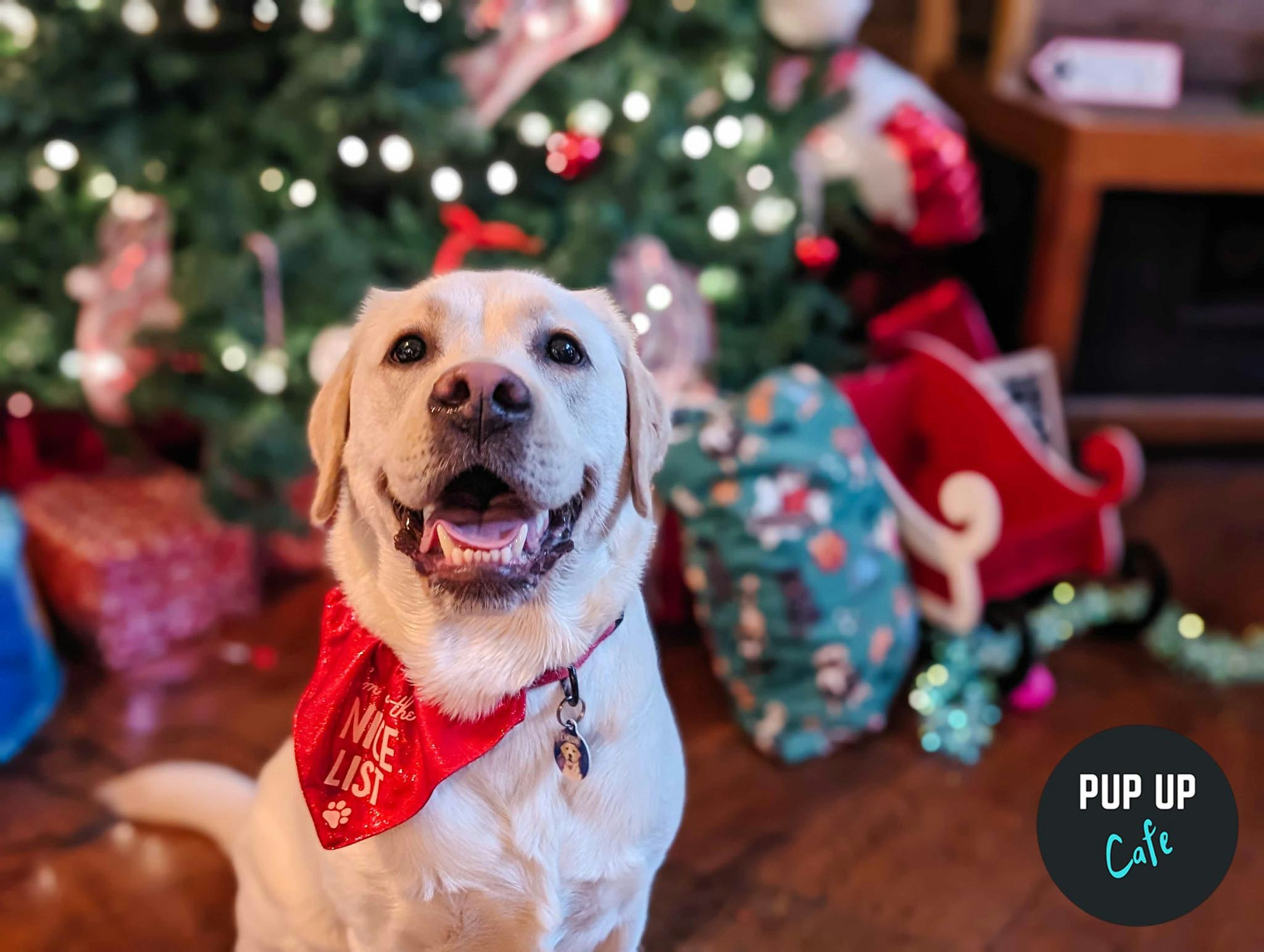 Stafford – Jingle Paws Christmas Tour 🧑🏼‍🎄