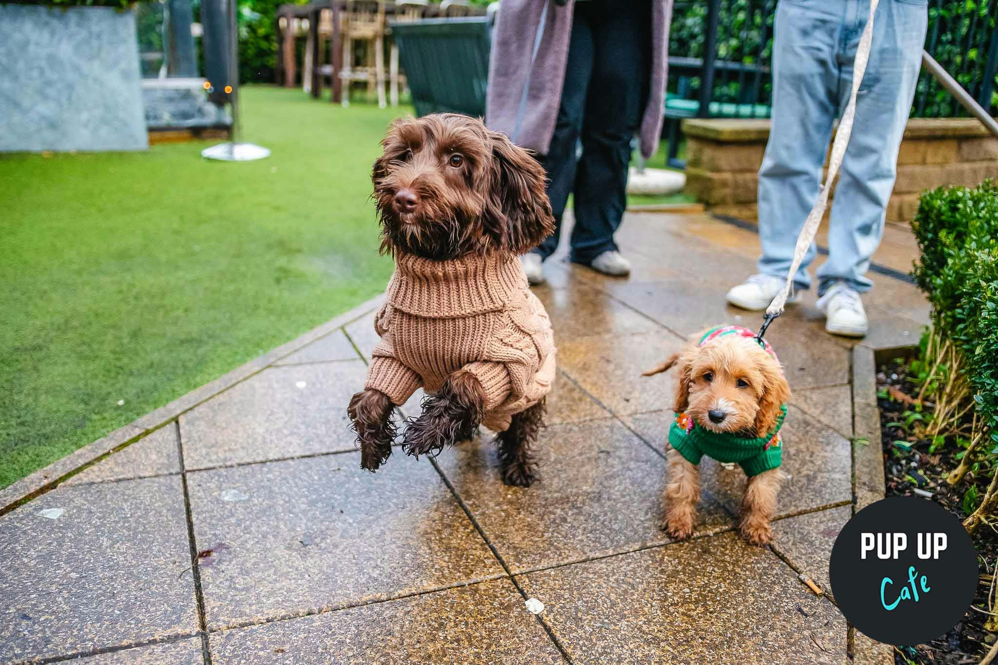 Cardiff – Jingle Paws Christmas Tour 🧑🏼‍🎄