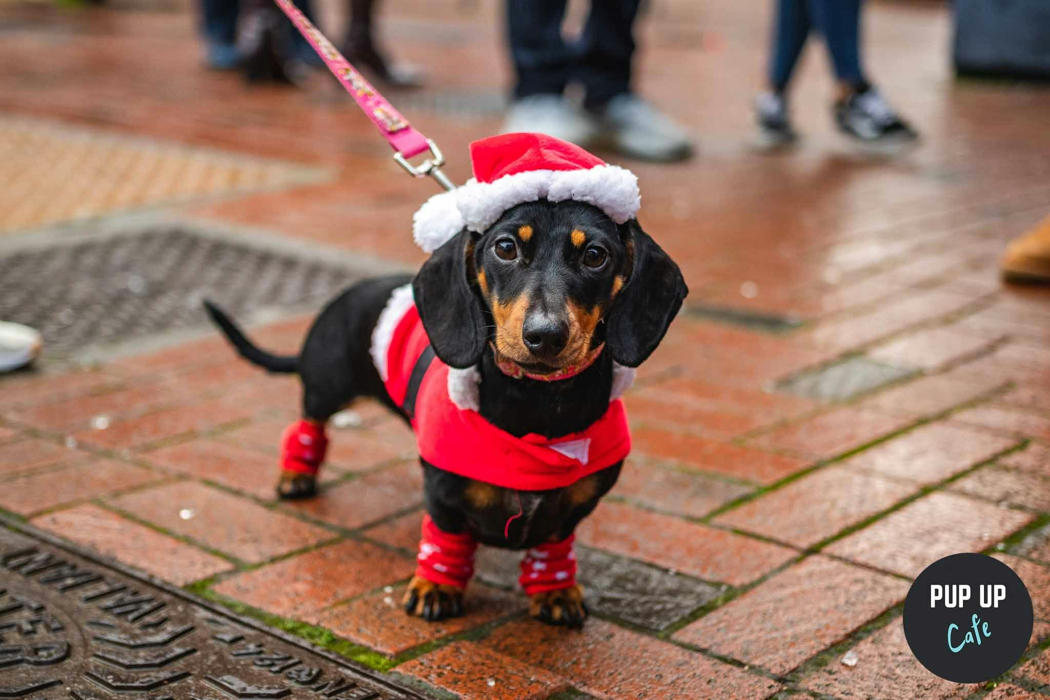 Manchester – Dashing Dachshund Christmas Tour 🎄