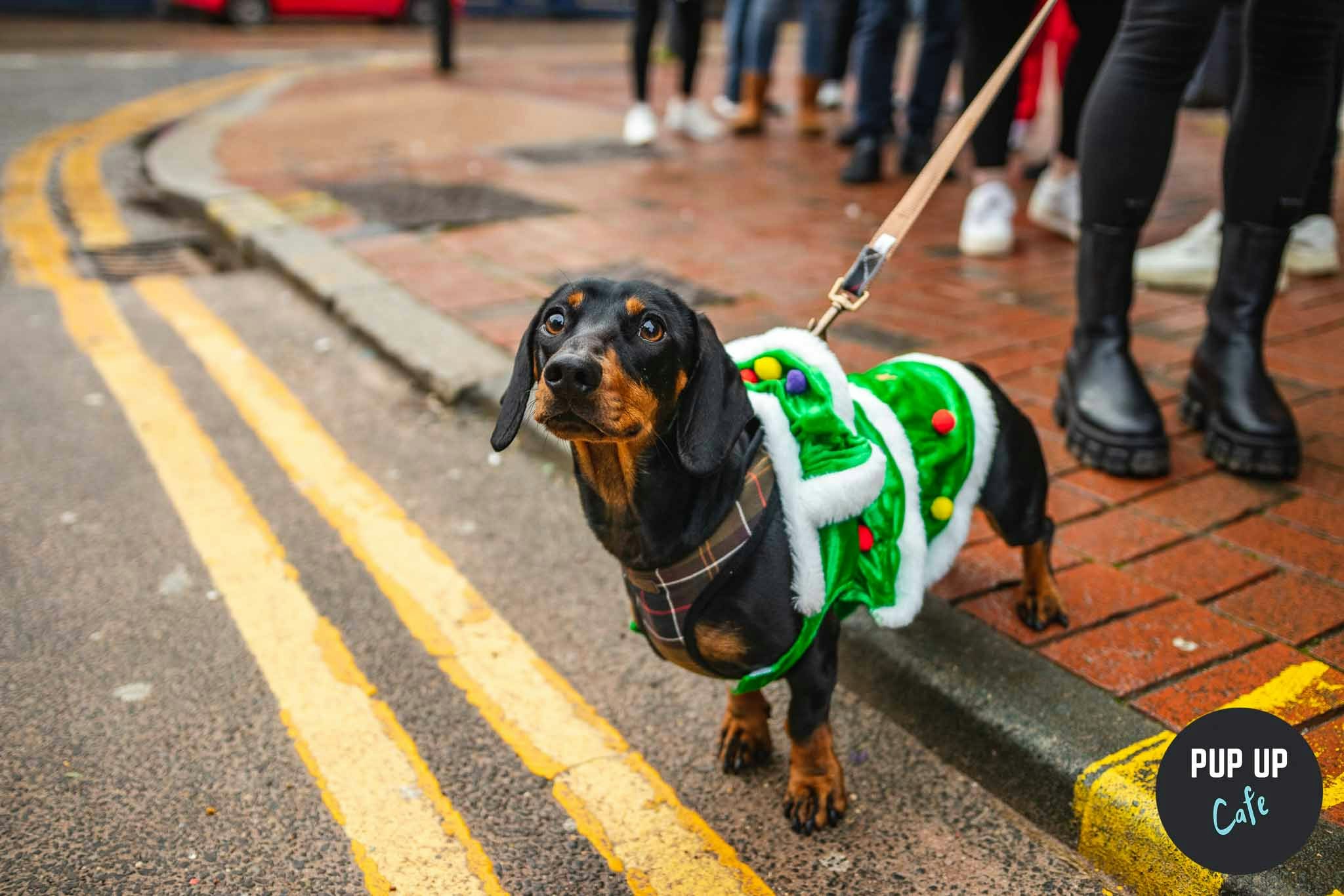 Chelmsford – Dashing Dachshund Christmas Tour 🎄