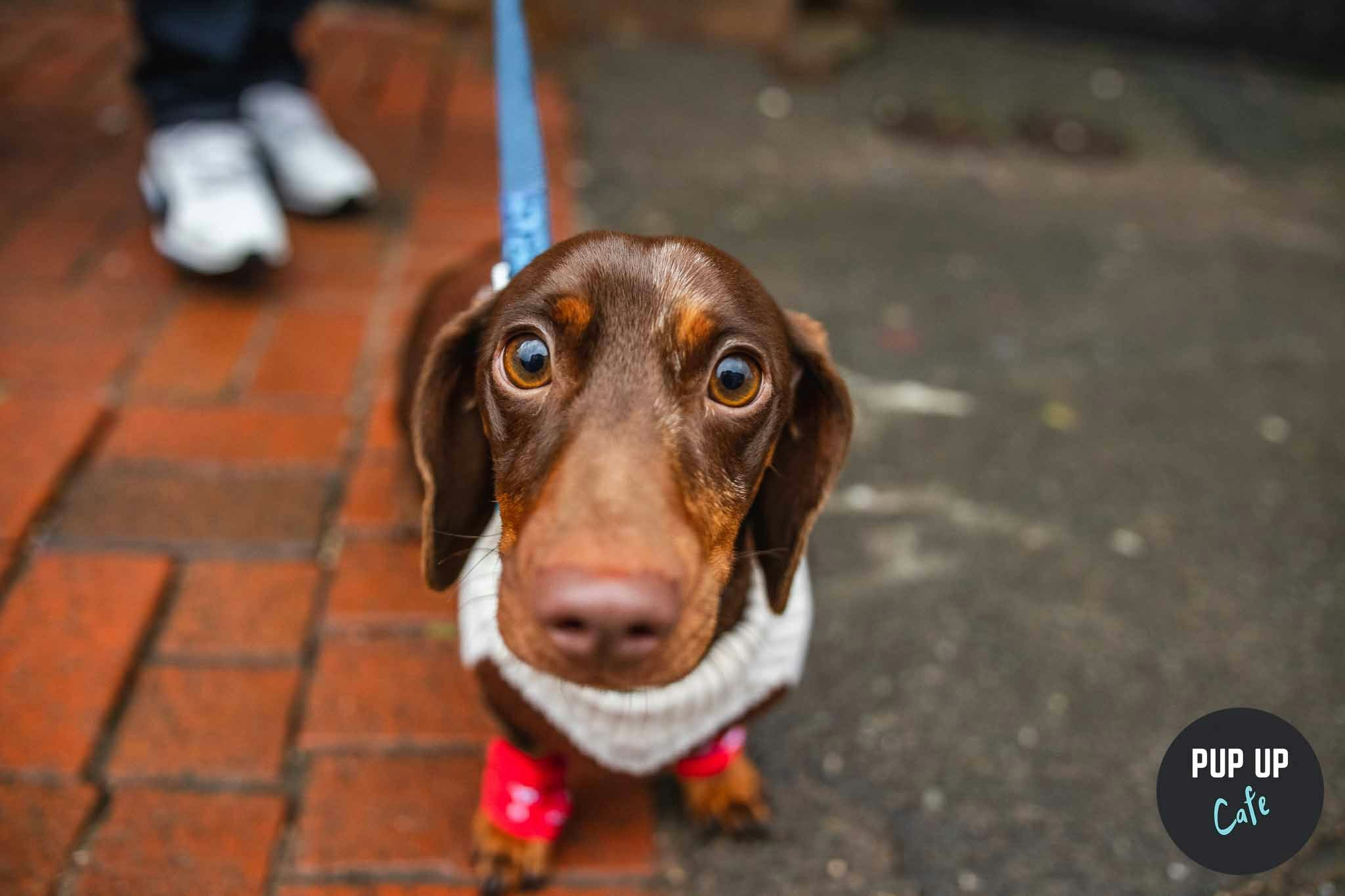 London – Dashing Dachshund Christmas Tour 🎄