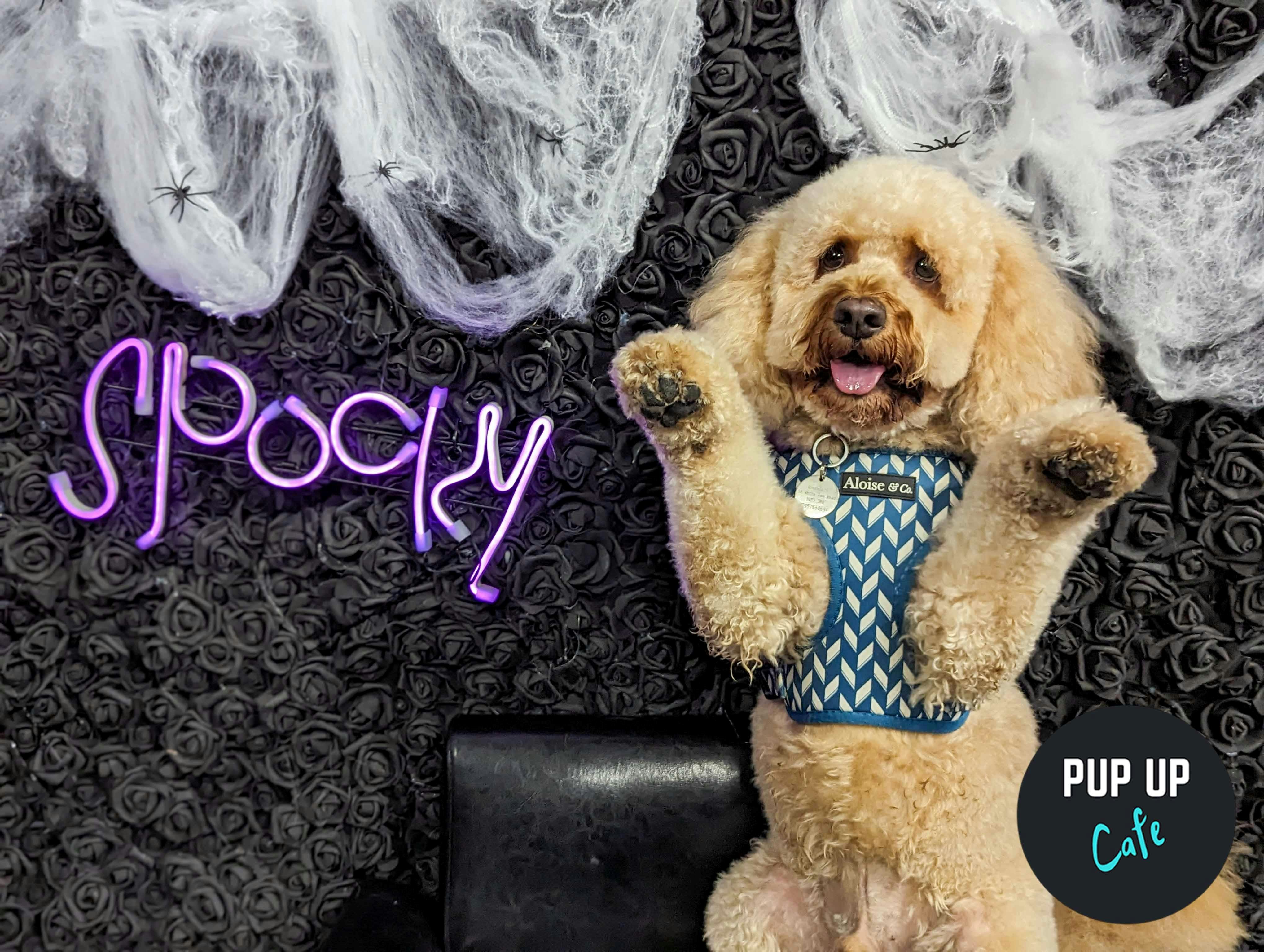 Halloween All Paws Pup Up Cafe – Stafford 🎃