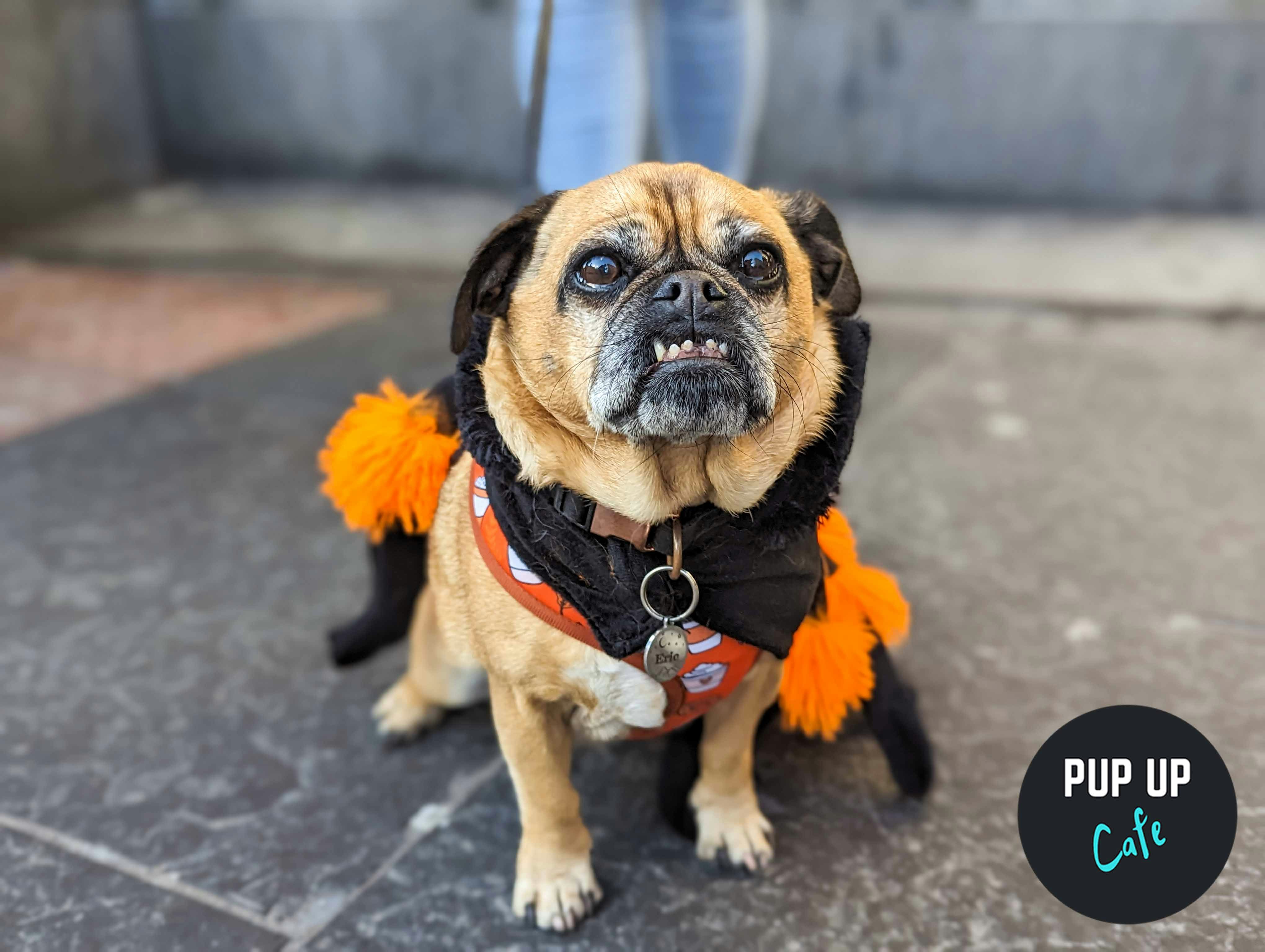 Halloween All Paws Pup Up Cafe – Sheffield 🎃