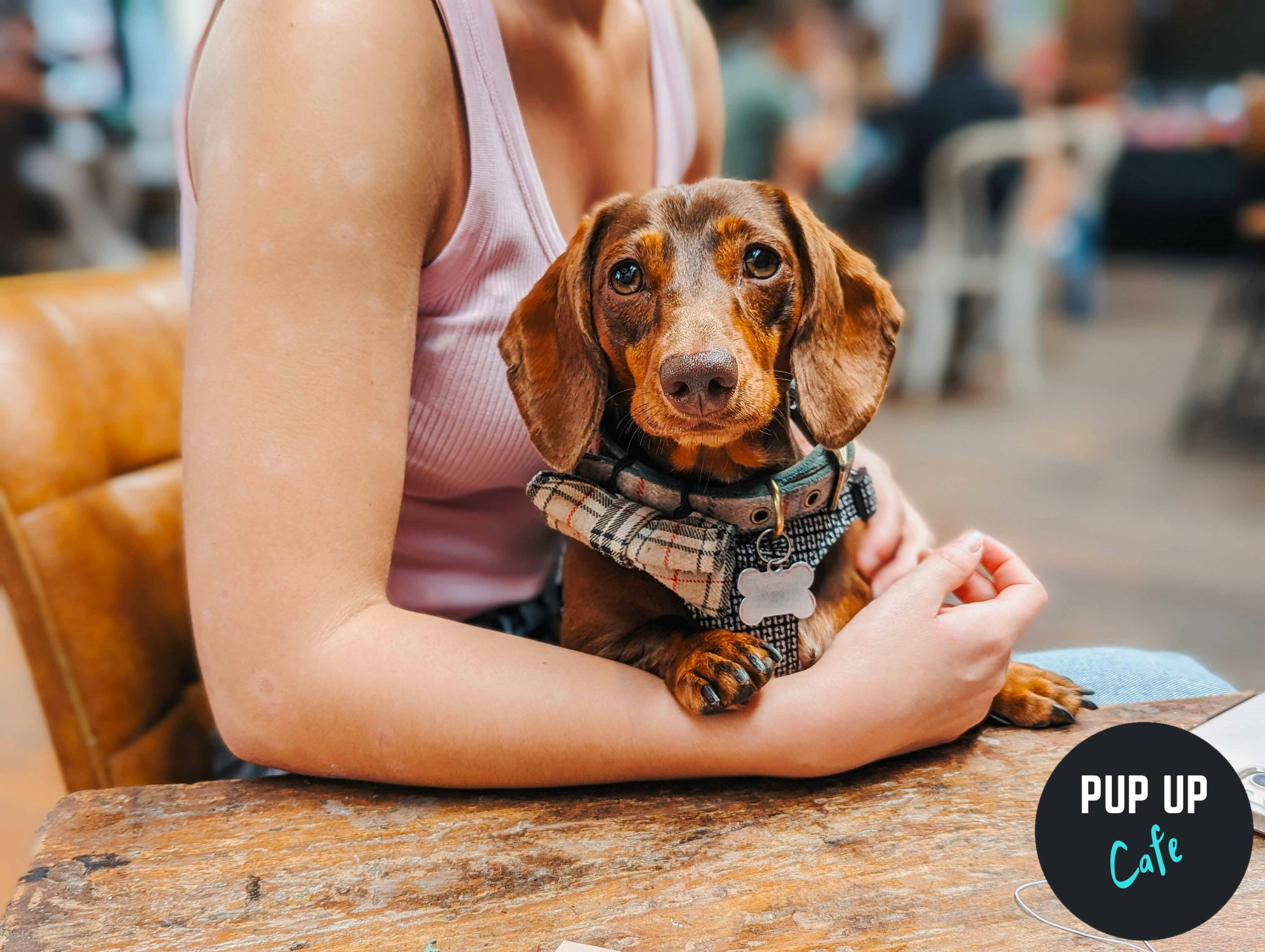 Dachshund Pup Up Cafe – Sheffield