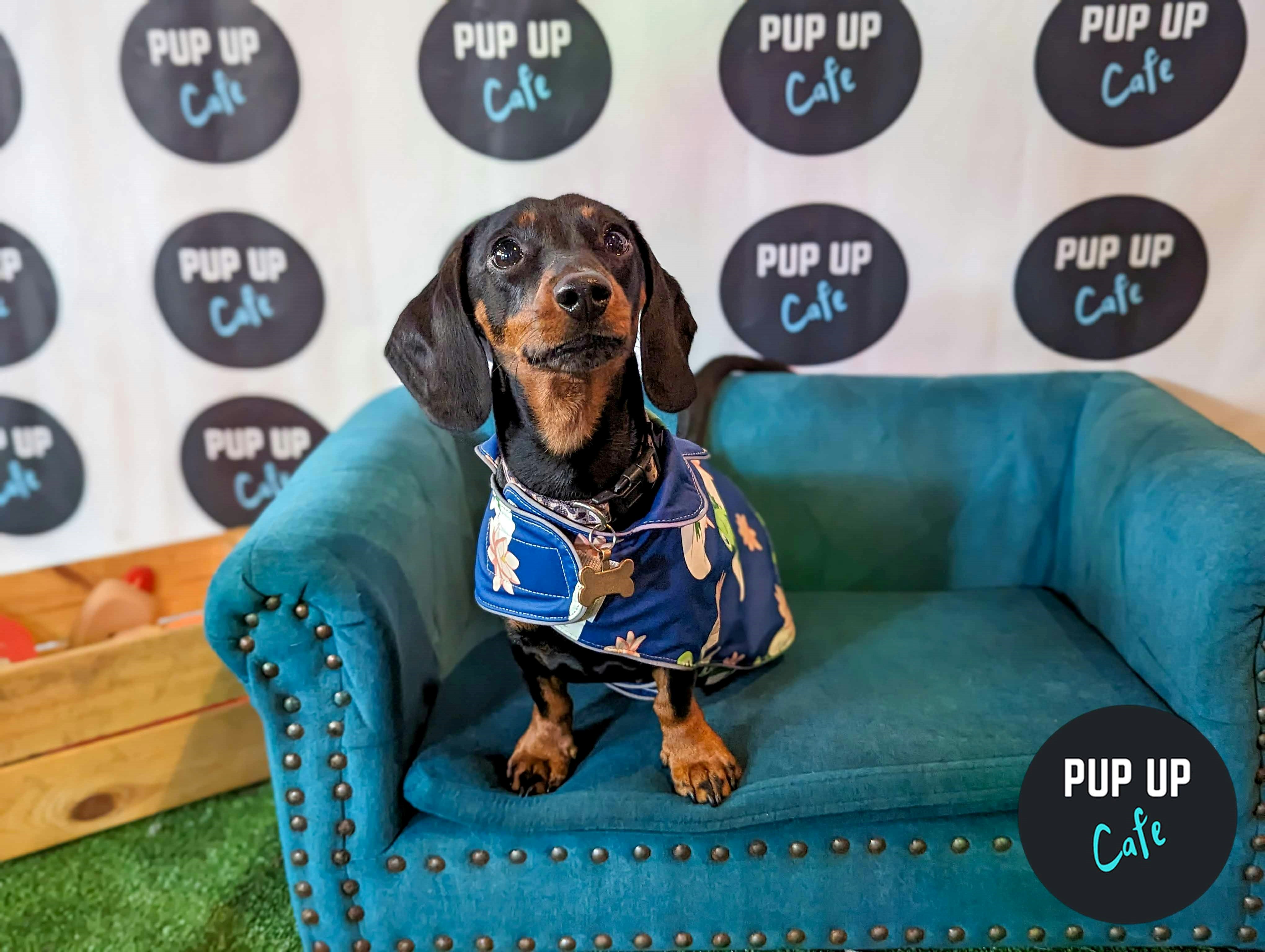 Dachshund Pup Up Cafe – Cardiff