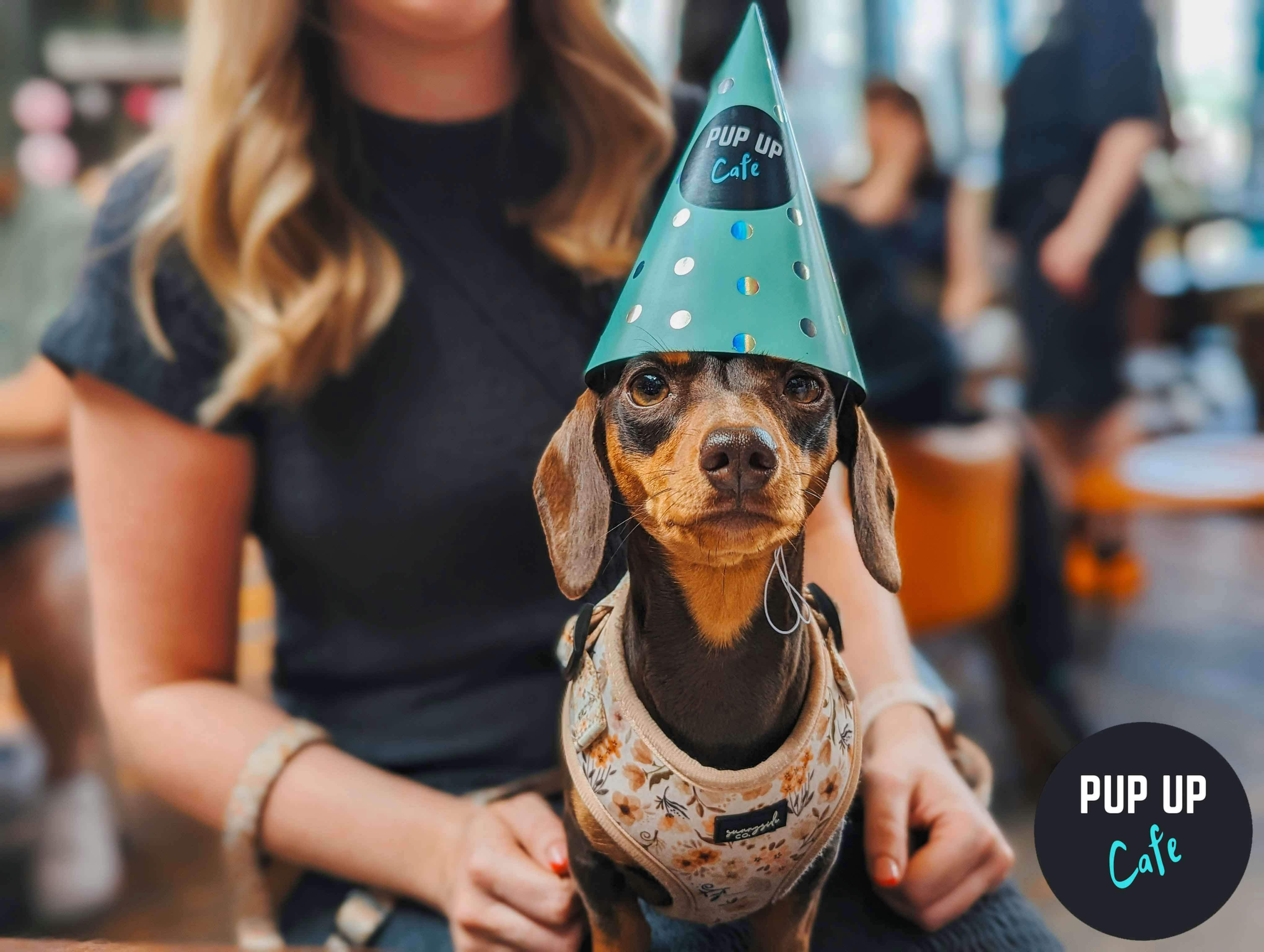 Dachshund Pup Up Cafe – Bournemouth