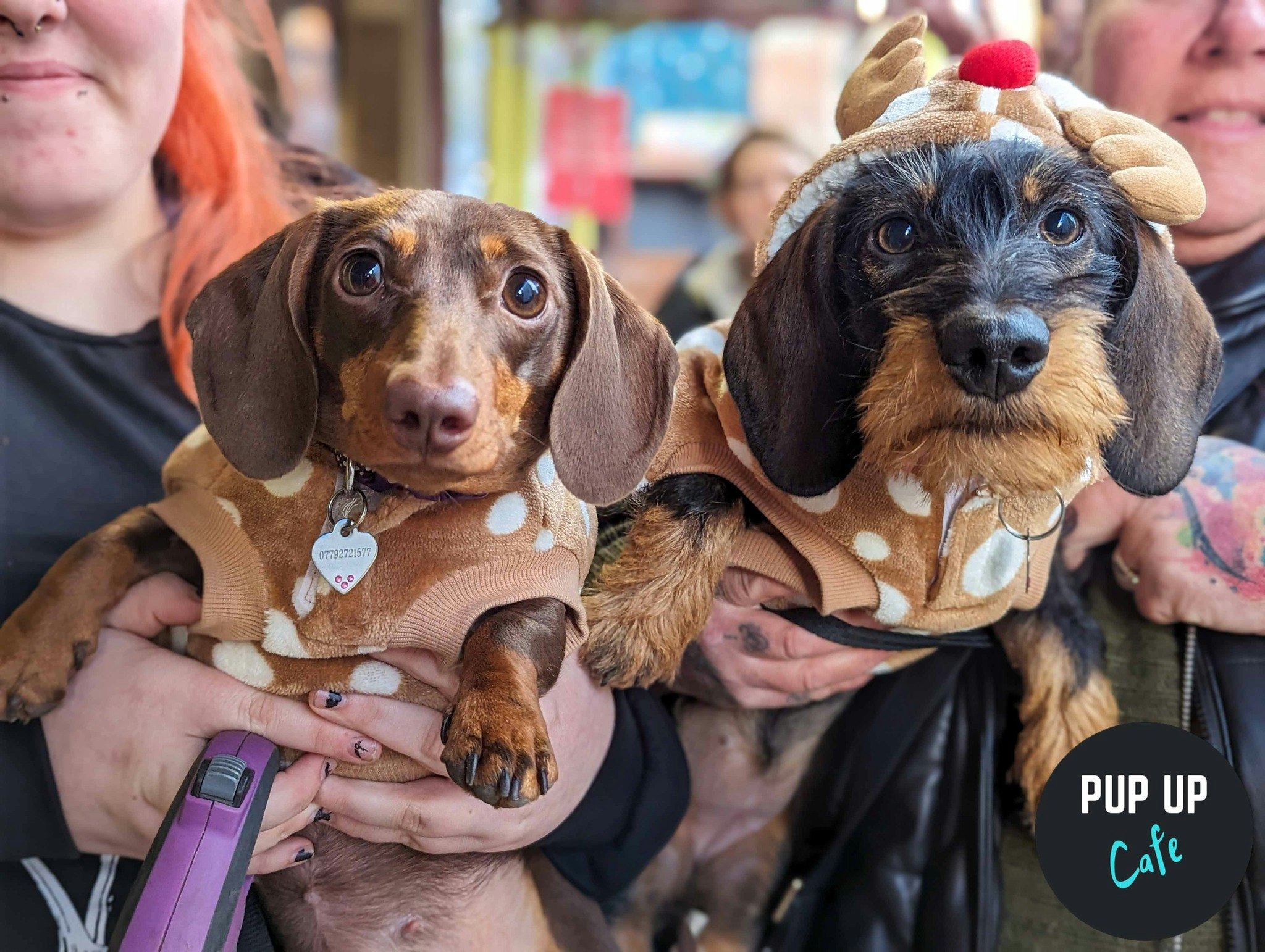 Glasgow – Dashing Dachshund Christmas Tour 🎄