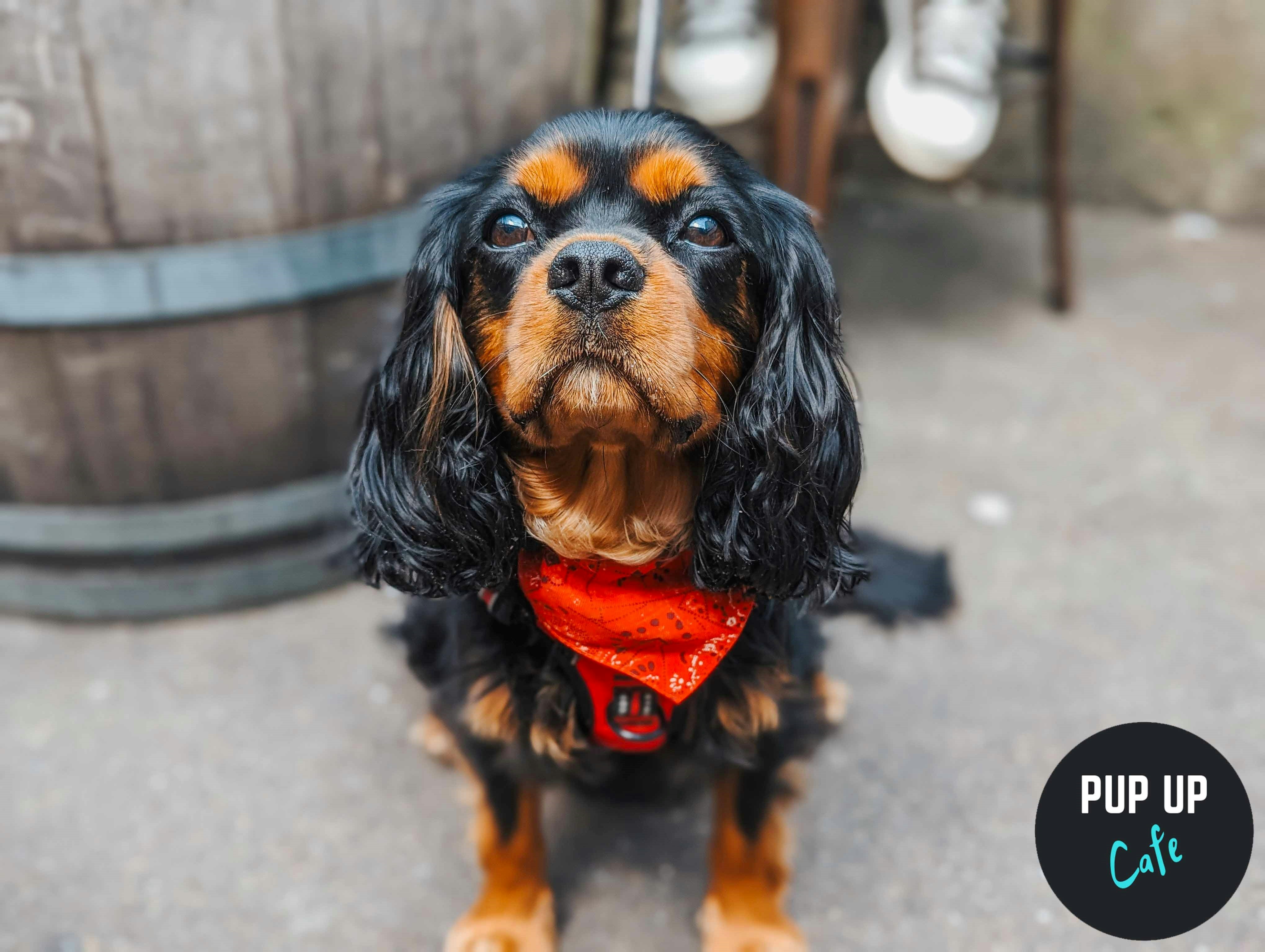 Preston – Jingle Paws Christmas Tour 🎄