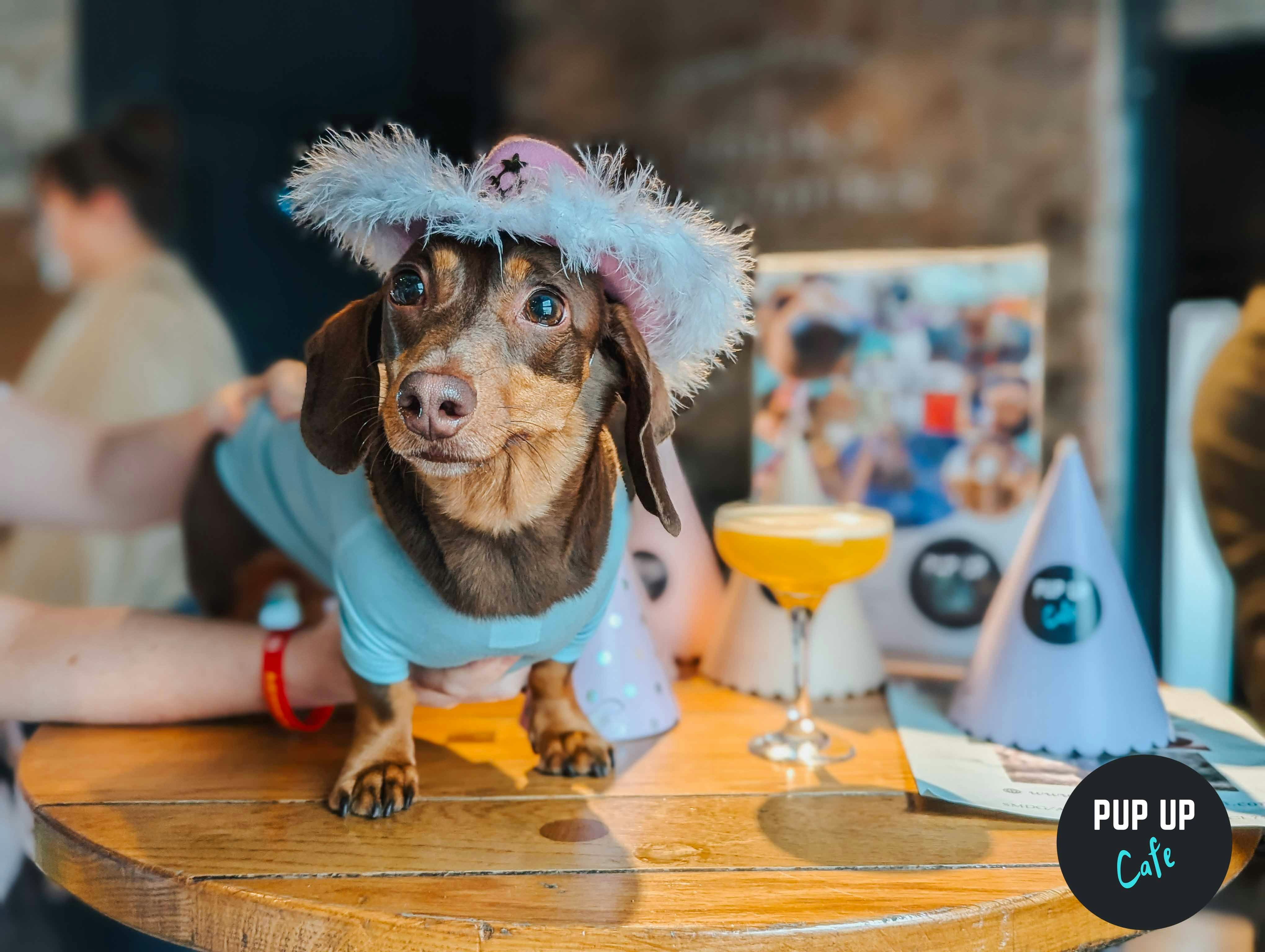 Dachshund Pup Up Cafe – Preston