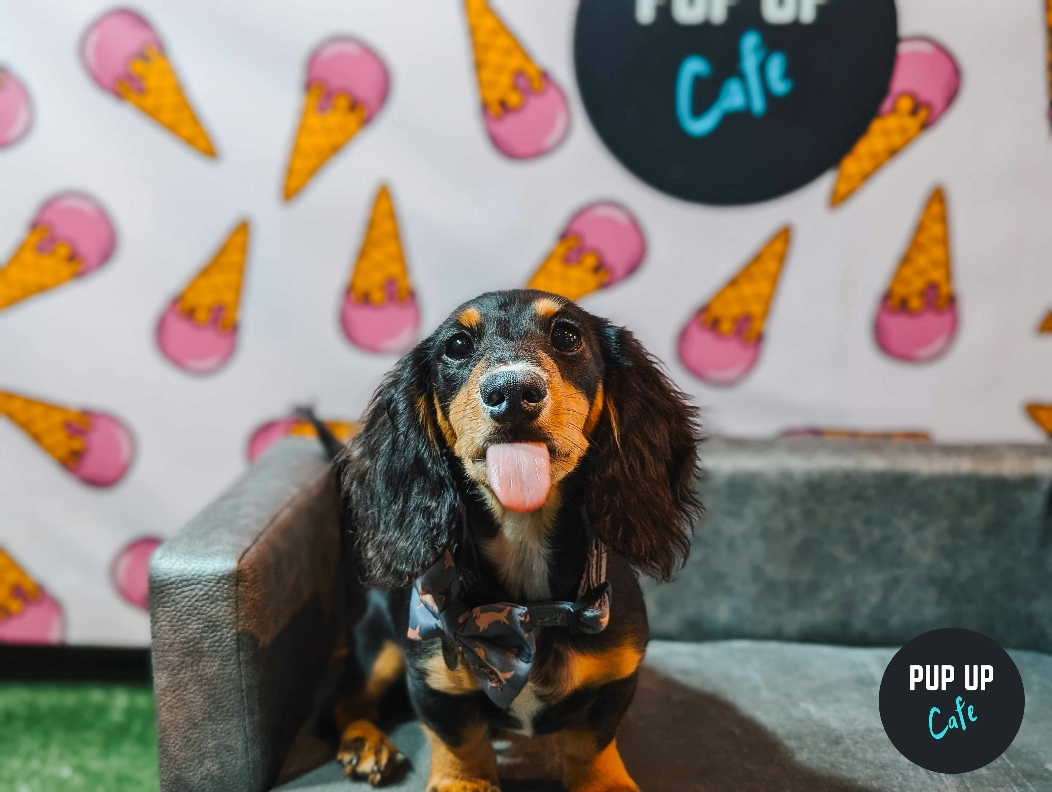 Dachshund Pup Up Cafe – Leeds