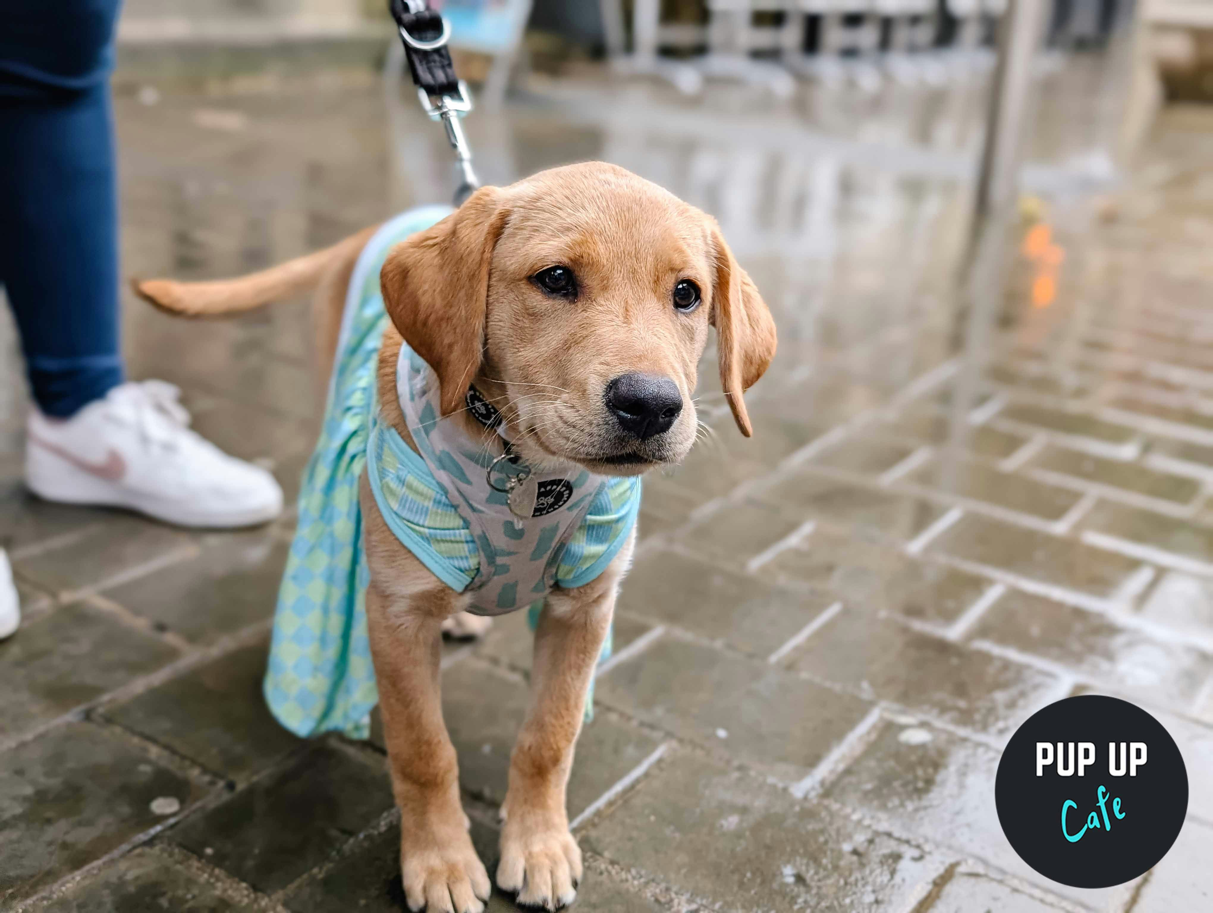 All Paws Welcome Pup Up Cafe – Leeds