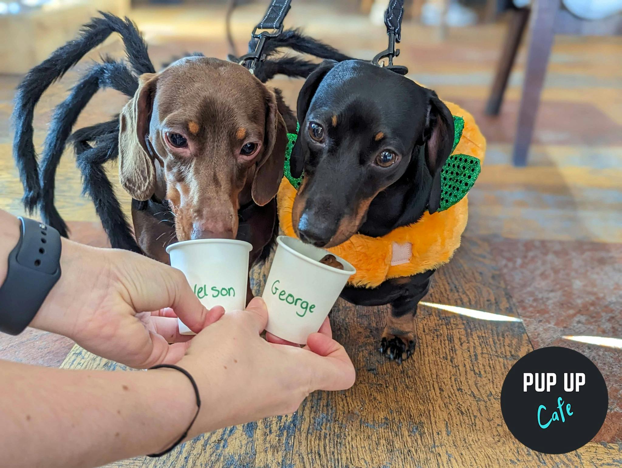 Halloween Dachshund Pup Up Cafe – London 🎃