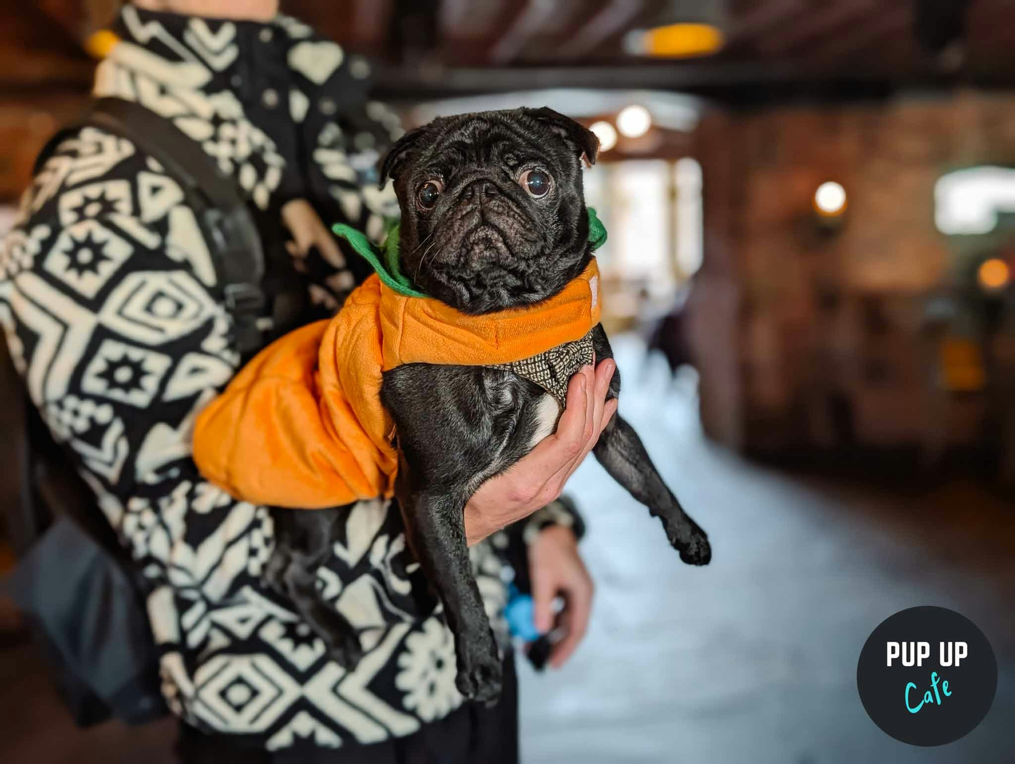 Halloween Pug Pup Up Cafe – Leeds 🎃