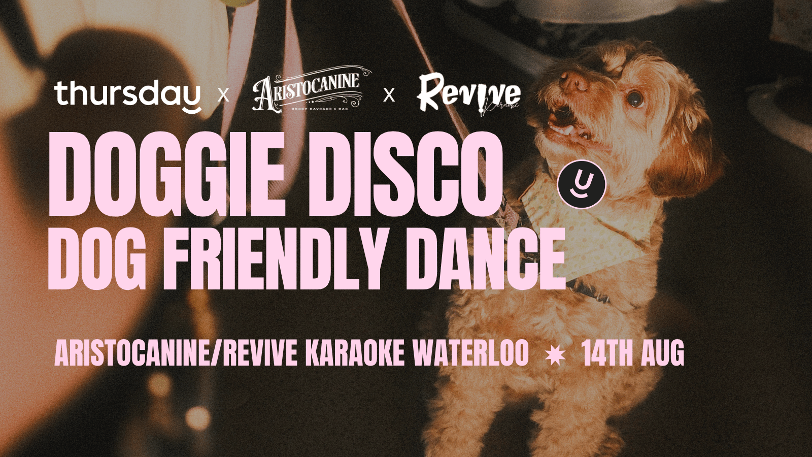 Thursday | Aristocanine | Waterloo