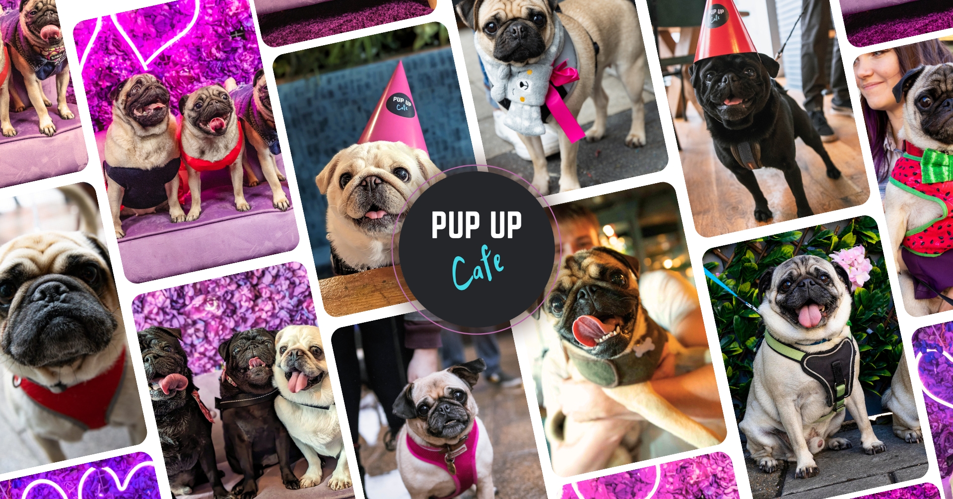 Sheffield – Pug Pup Up Cafe 💞